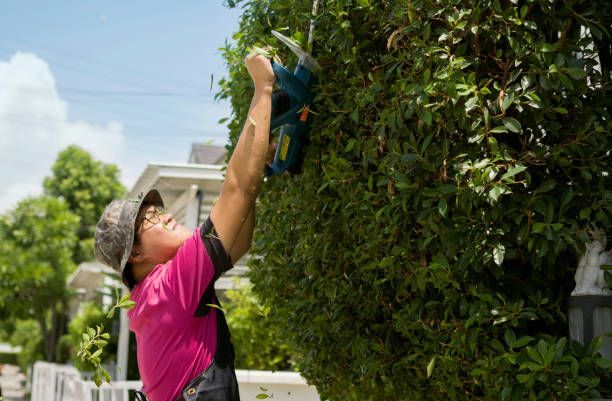Professional performing emergency tree service using power tools to cut overgrown garden trees.