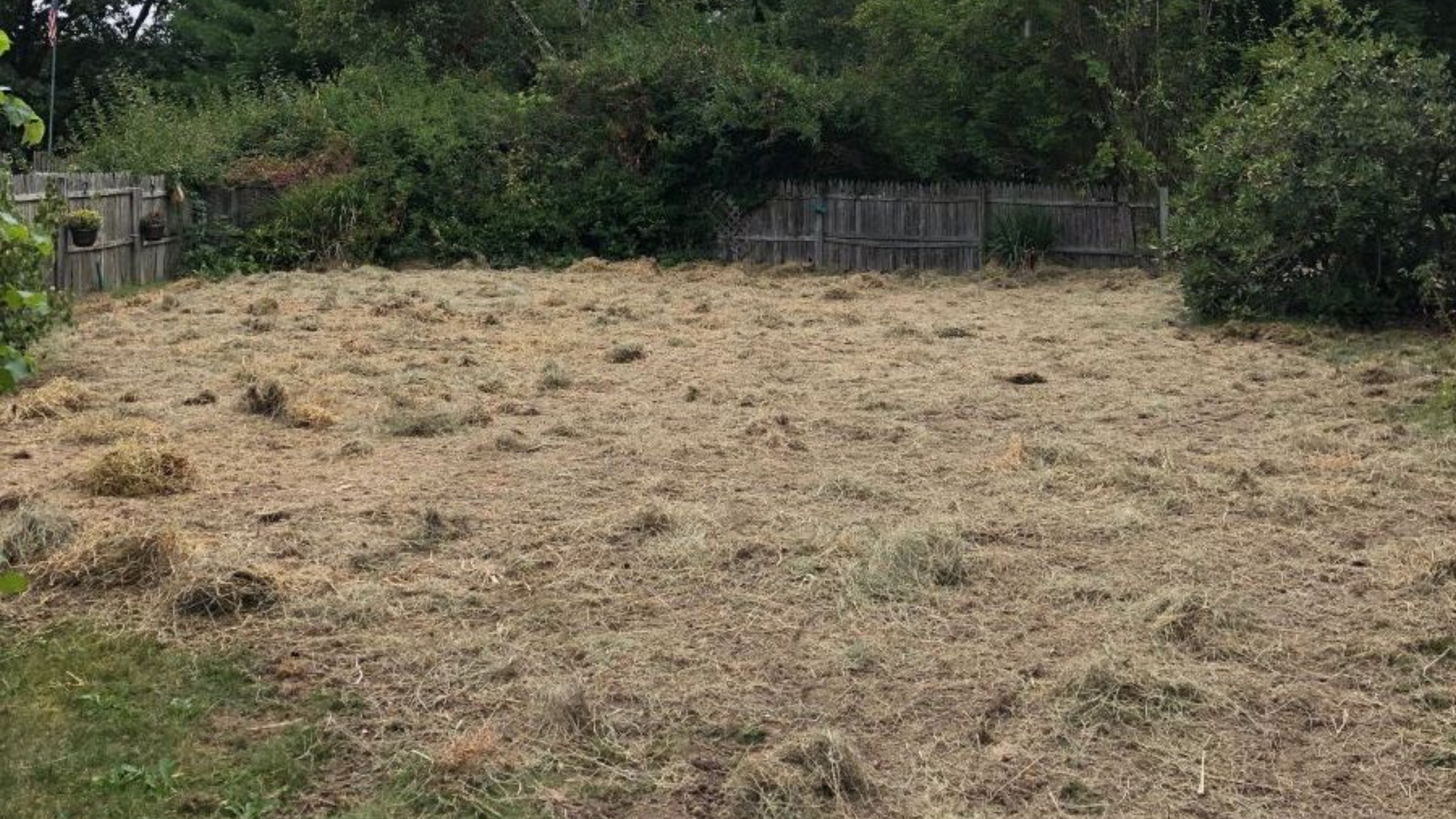 Overgrown backyard with dry grass, dense green trees, and a cloudy sky
