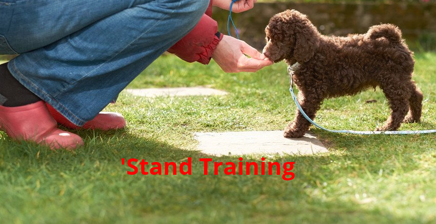 Training classes for you and your dog
