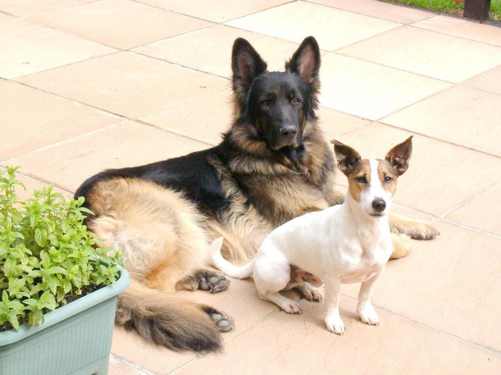 Puppy socialisation training