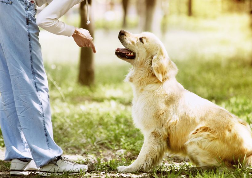 dog training