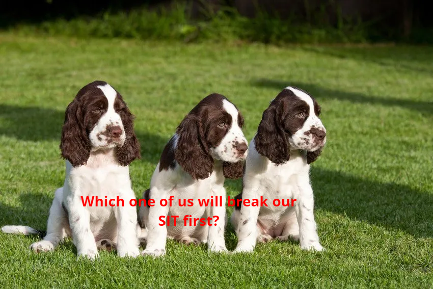 Training classes for you and your dog