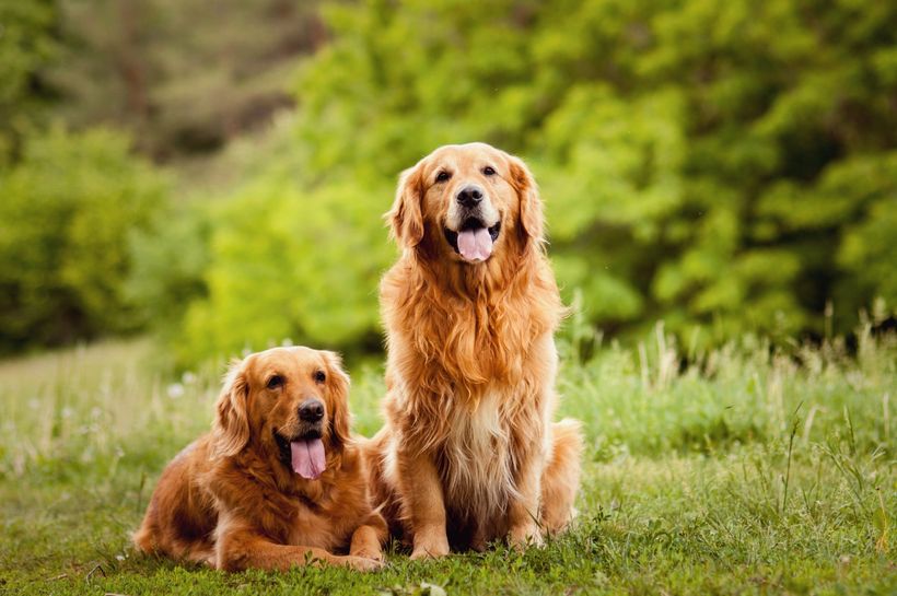 dog training