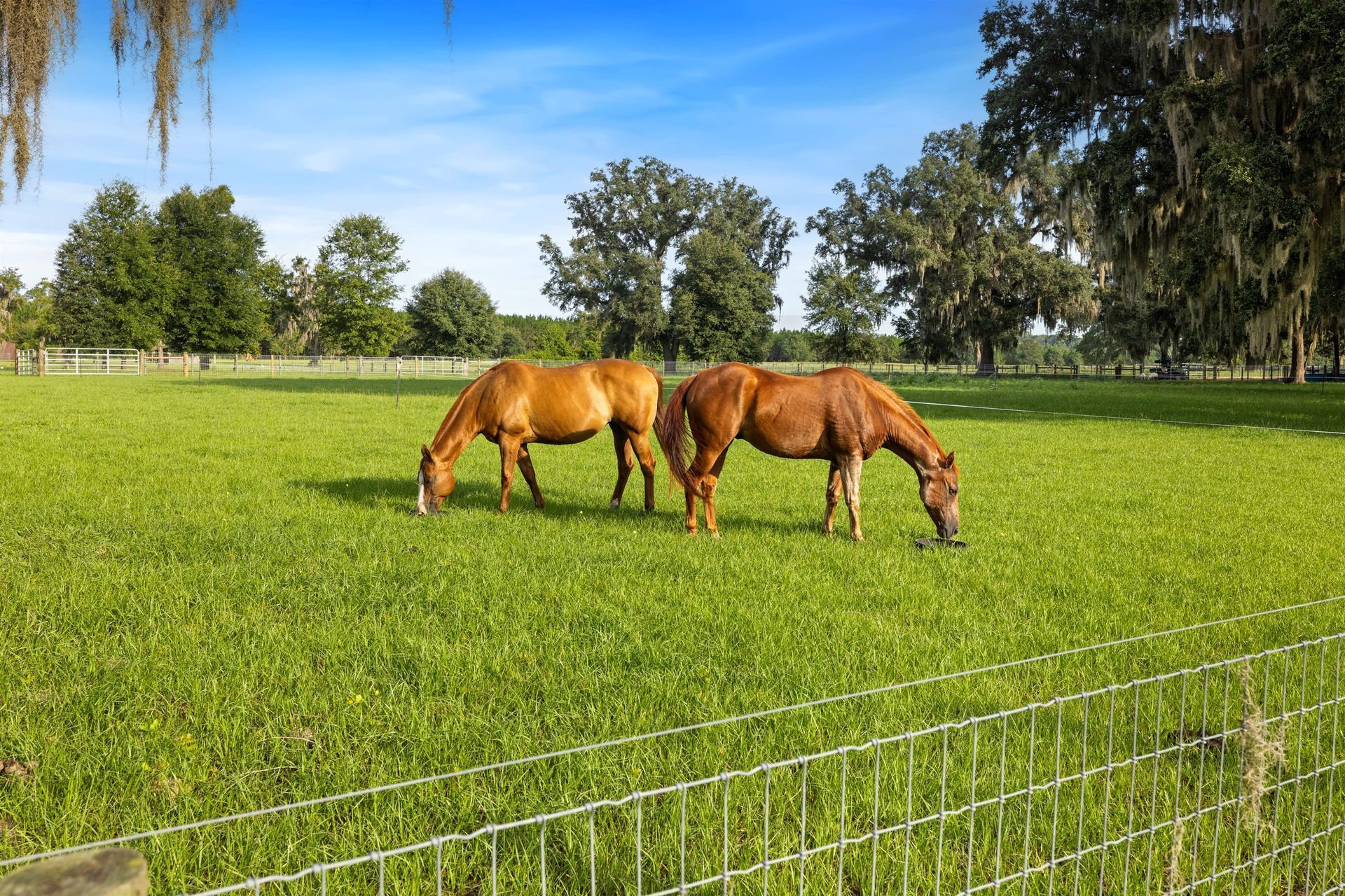 Three horses are grazing in a grassy field behind a fence.