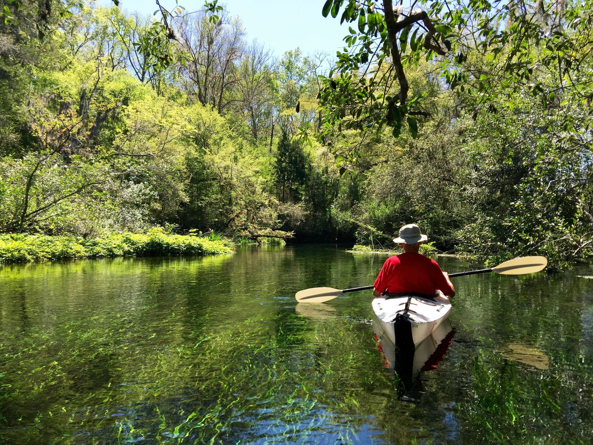 A person is rowing a kayak on a river surrounded by trees.