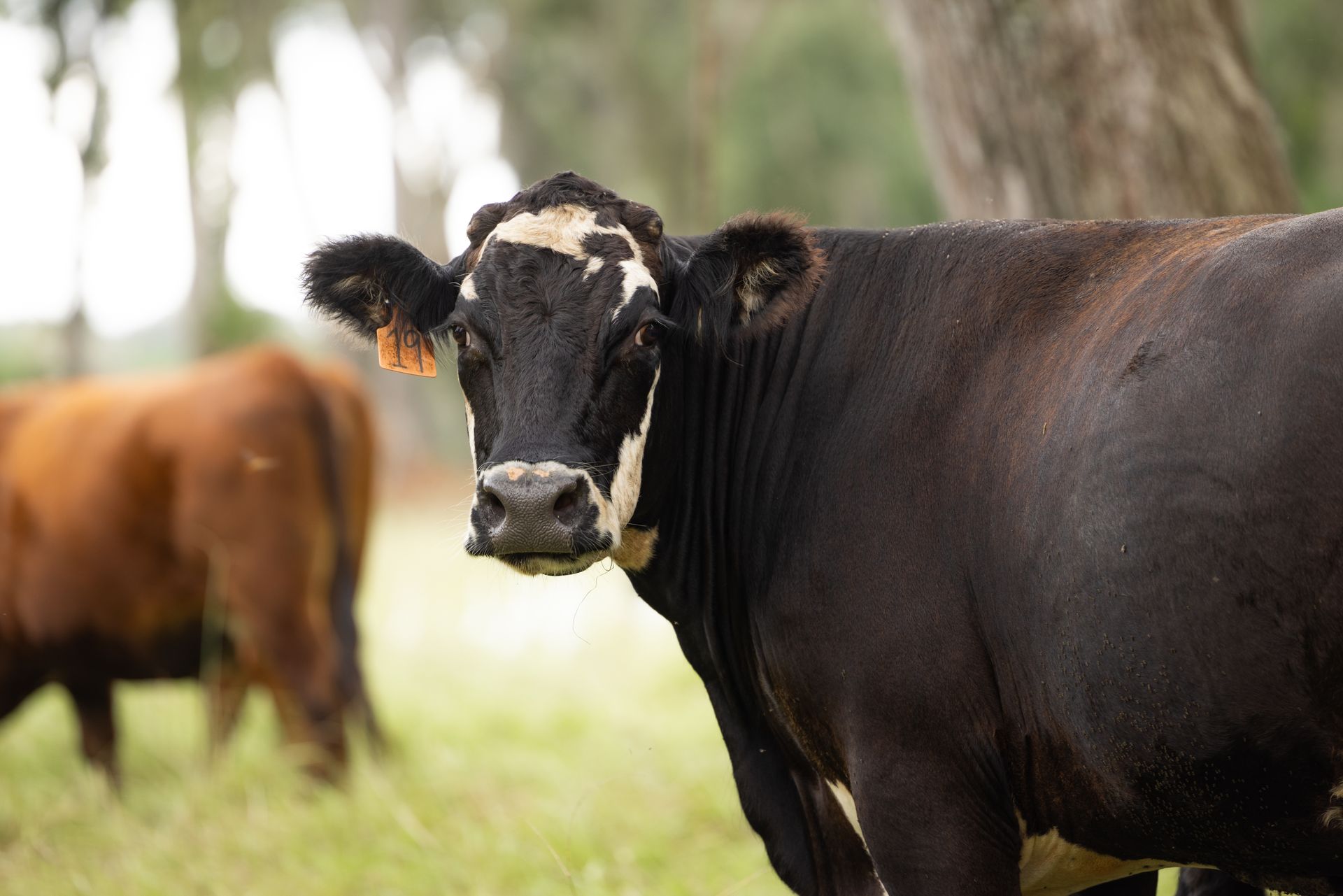 A black and white cow is standing in a field looking at the camera.