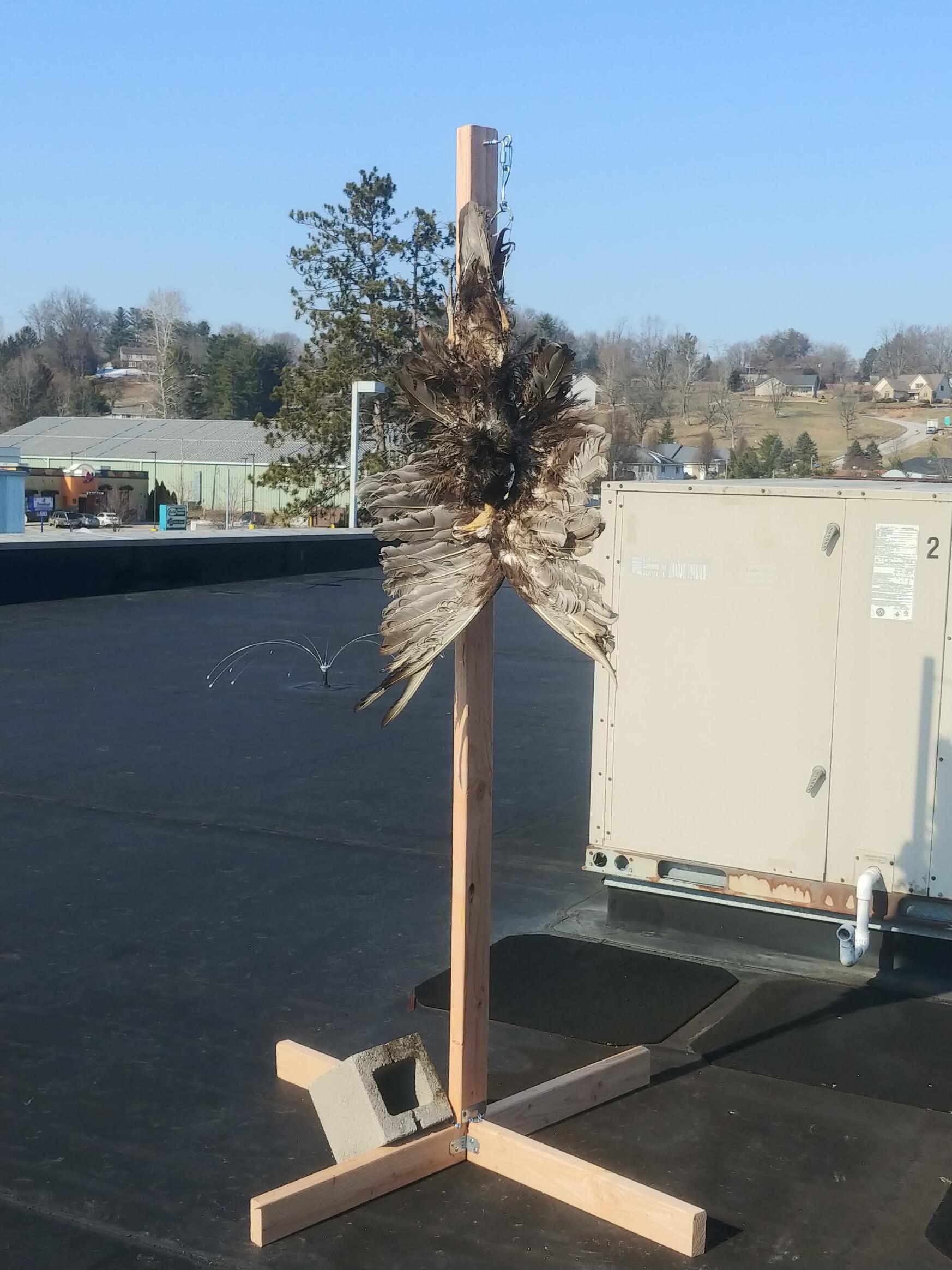 Dead Bird Hanging — Chillicothe, OH — Muddy Waters Wildlife Control