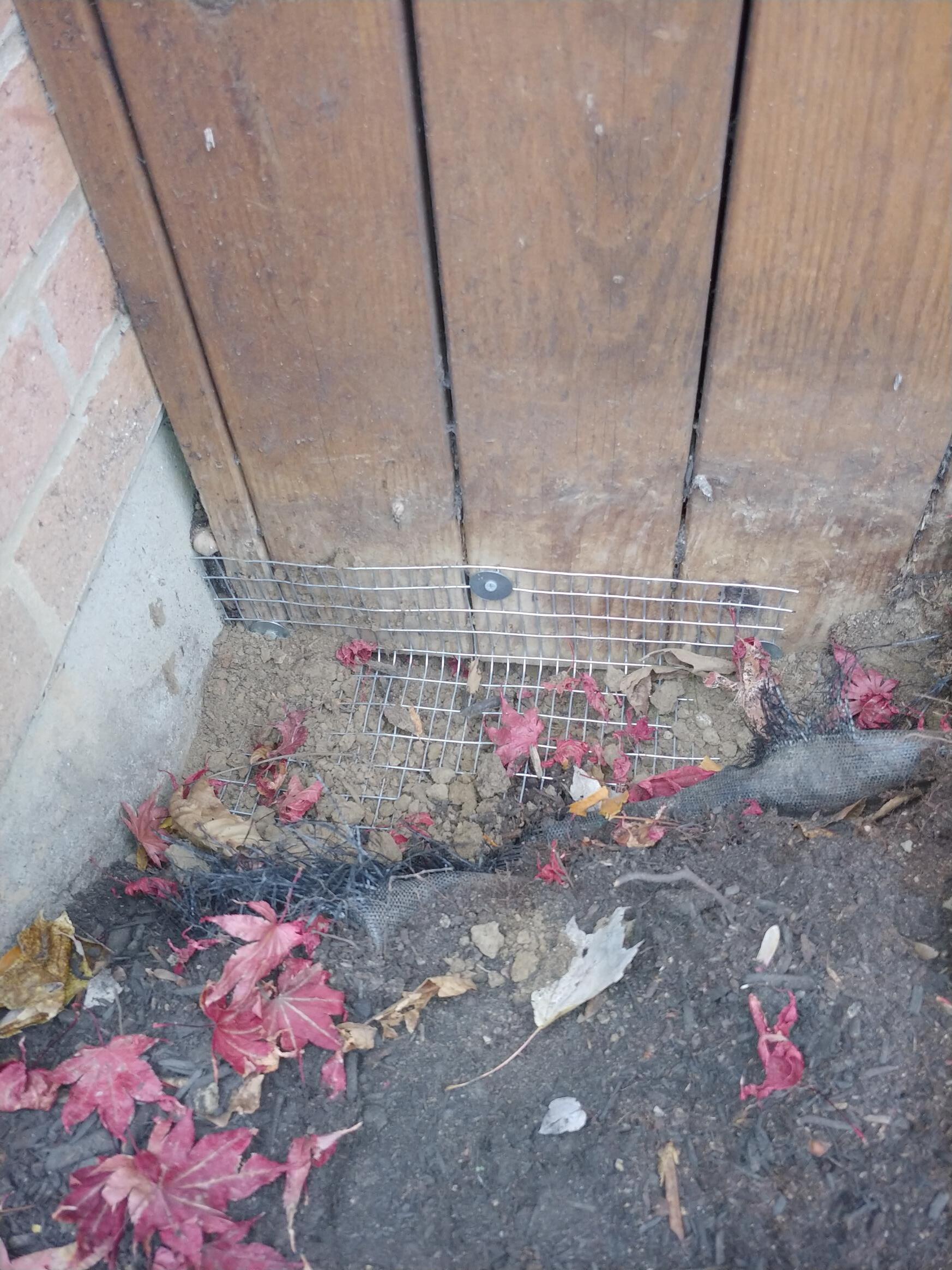 Trap Setup — Chillicothe, OH — Muddy Waters Wildlife Control