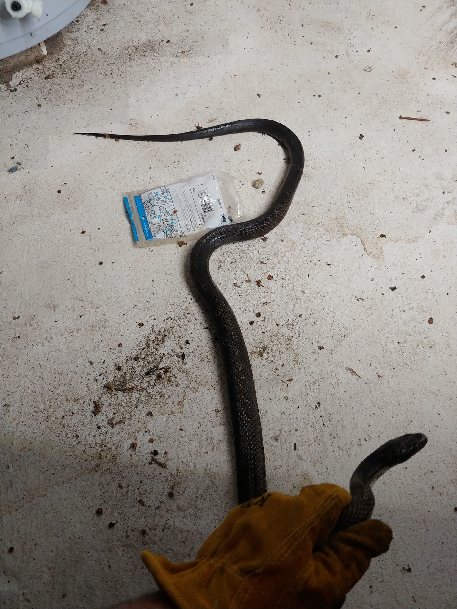 Black Snake — Chillicothe, OH — Muddy Waters Wildlife Control