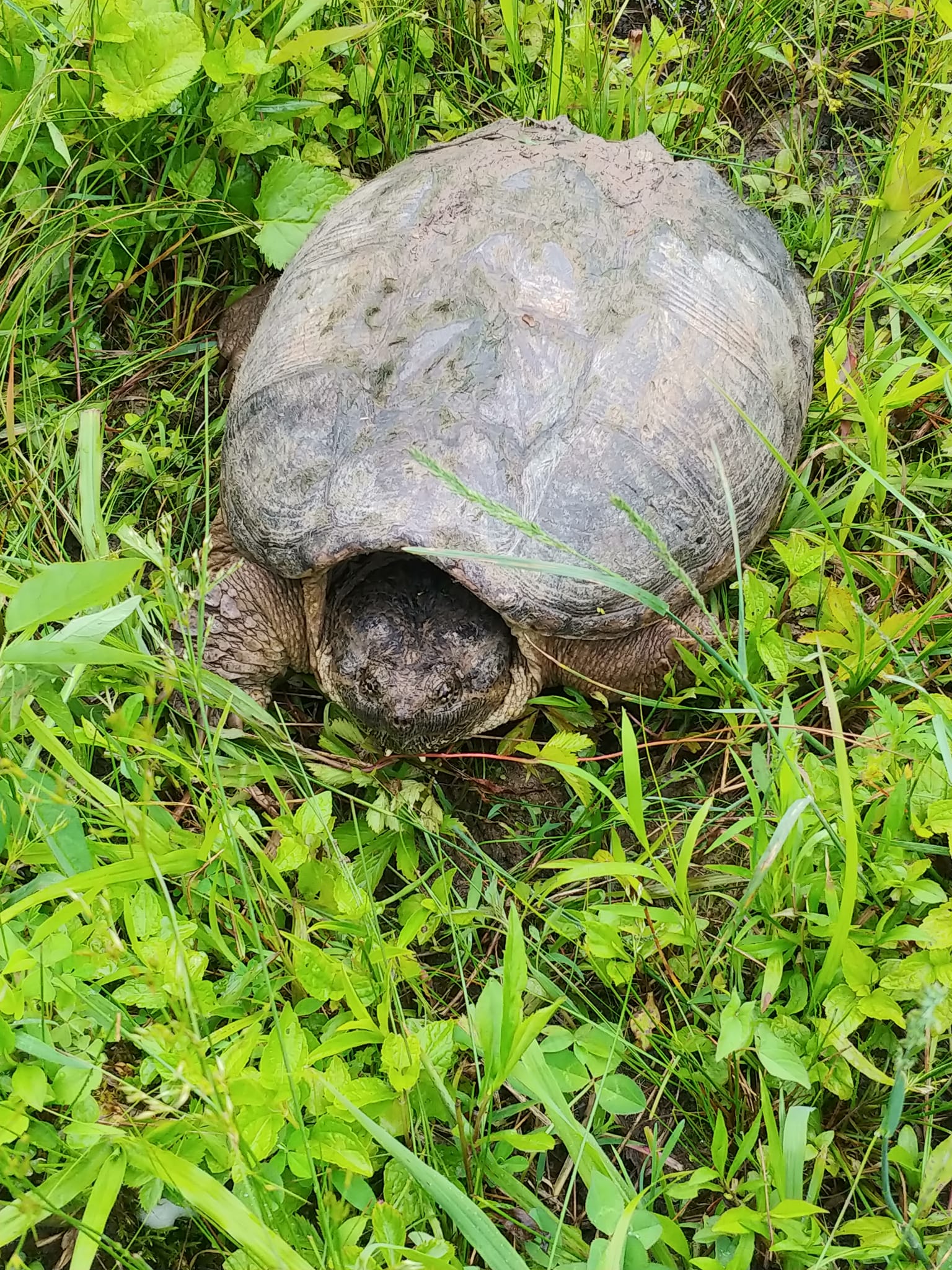 Big Turtle — Chillicothe, OH — Muddy Waters Wildlife Control