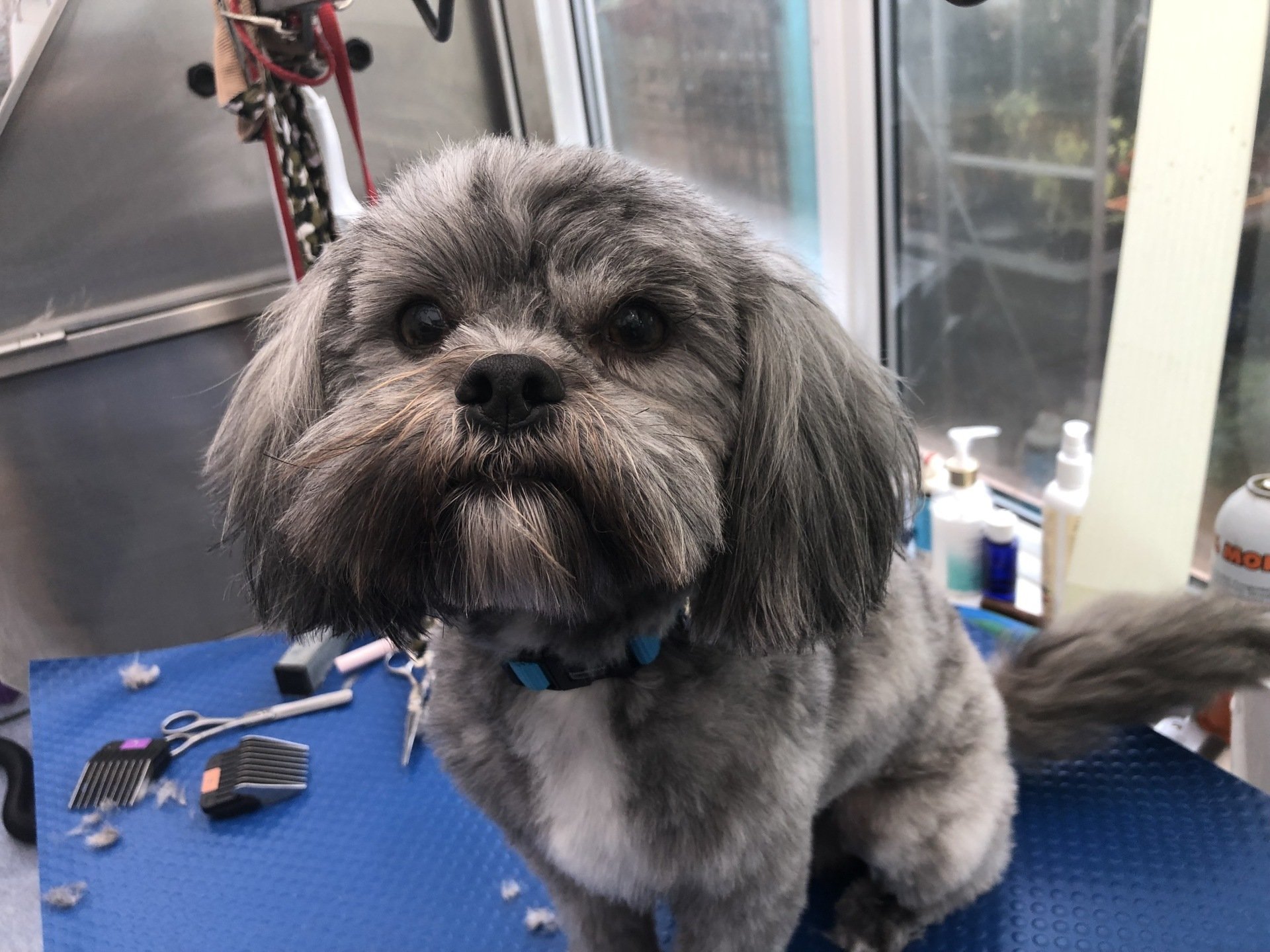 Dog Grooming & Training, The Dog Way, Billingshurst. Sussex