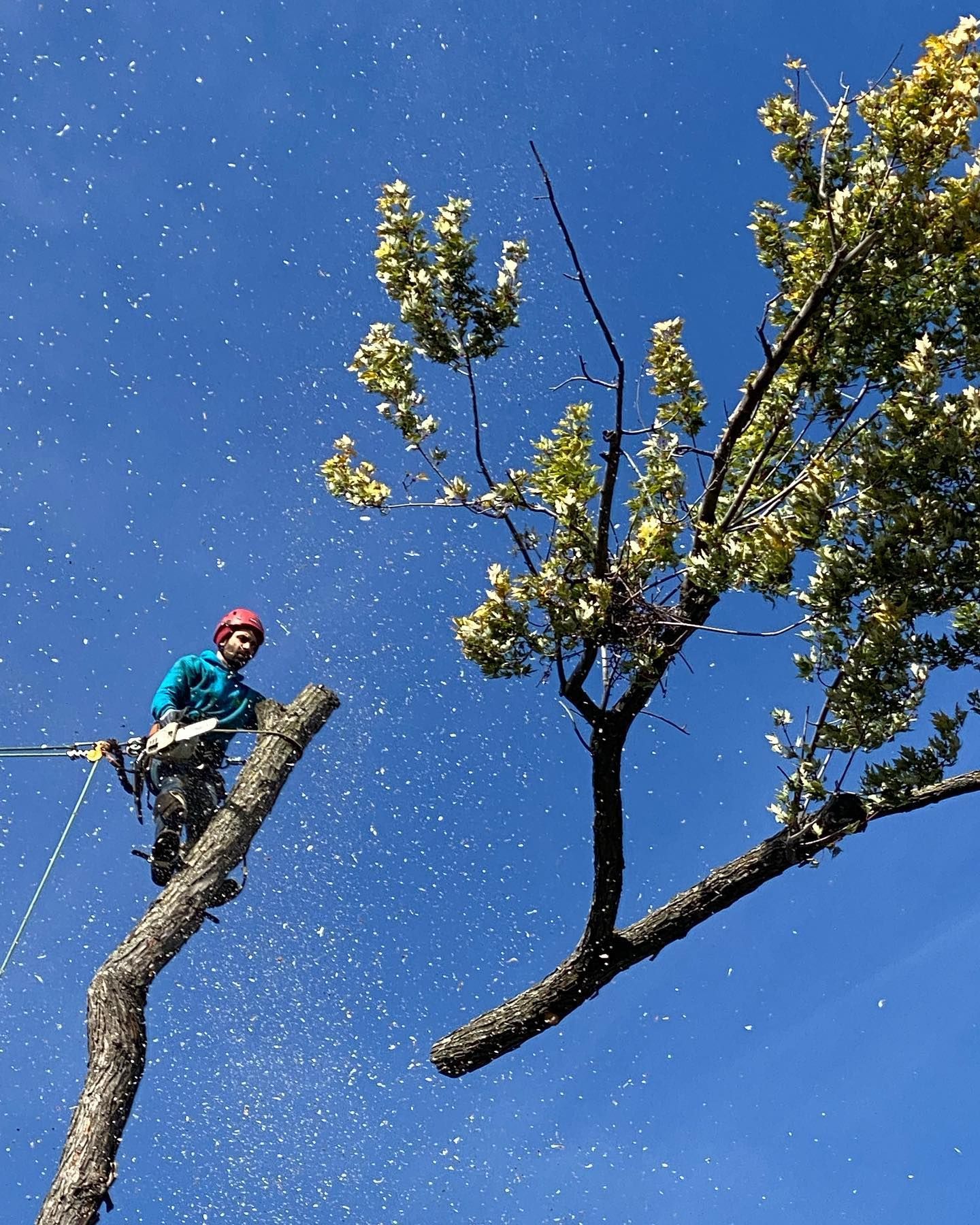 Arborist in a red helmet cuts a tree branch against a bright blue sky, with wood chips flying.