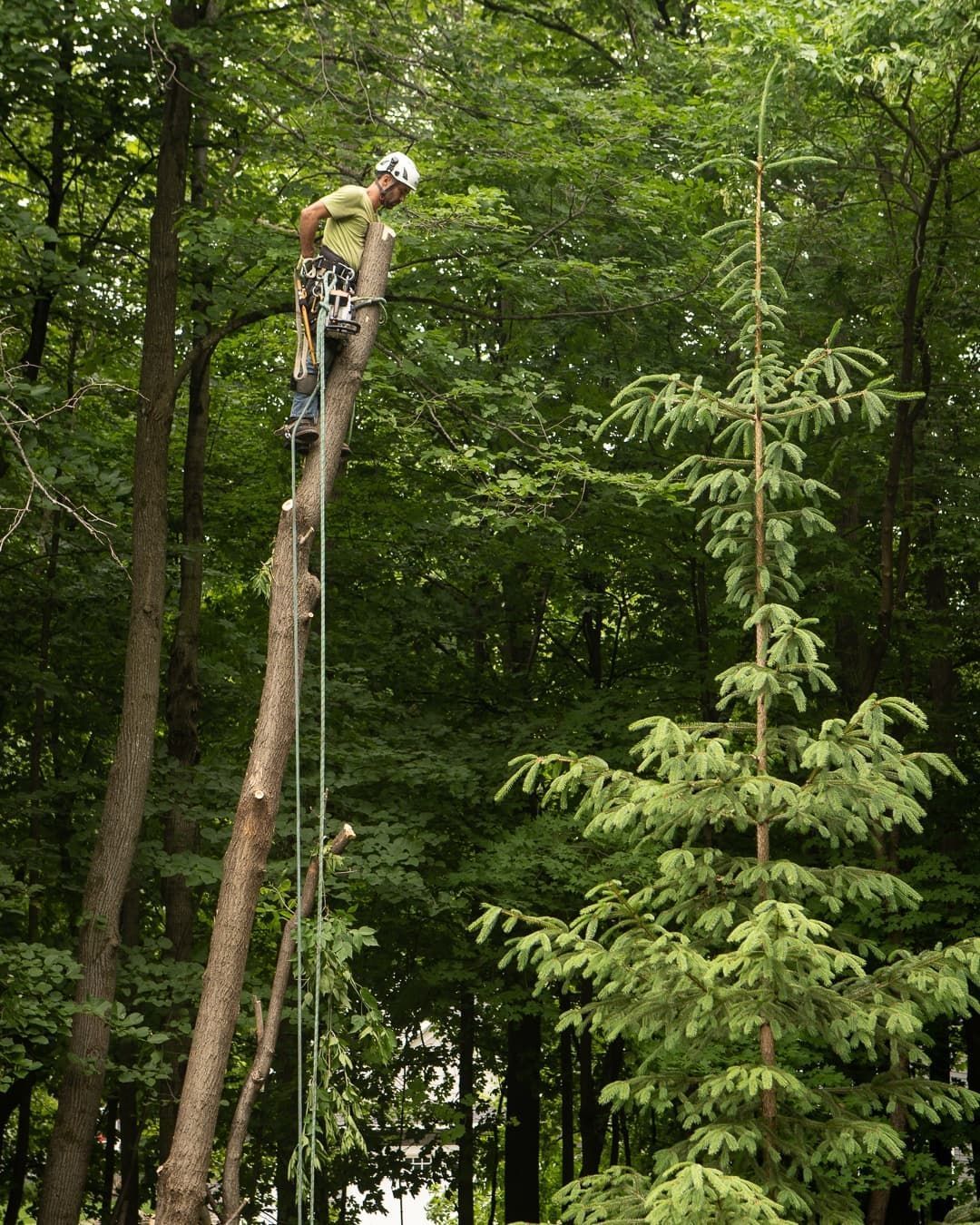 Person climbing a tall tree in a dense green forest, using ropes and gear.