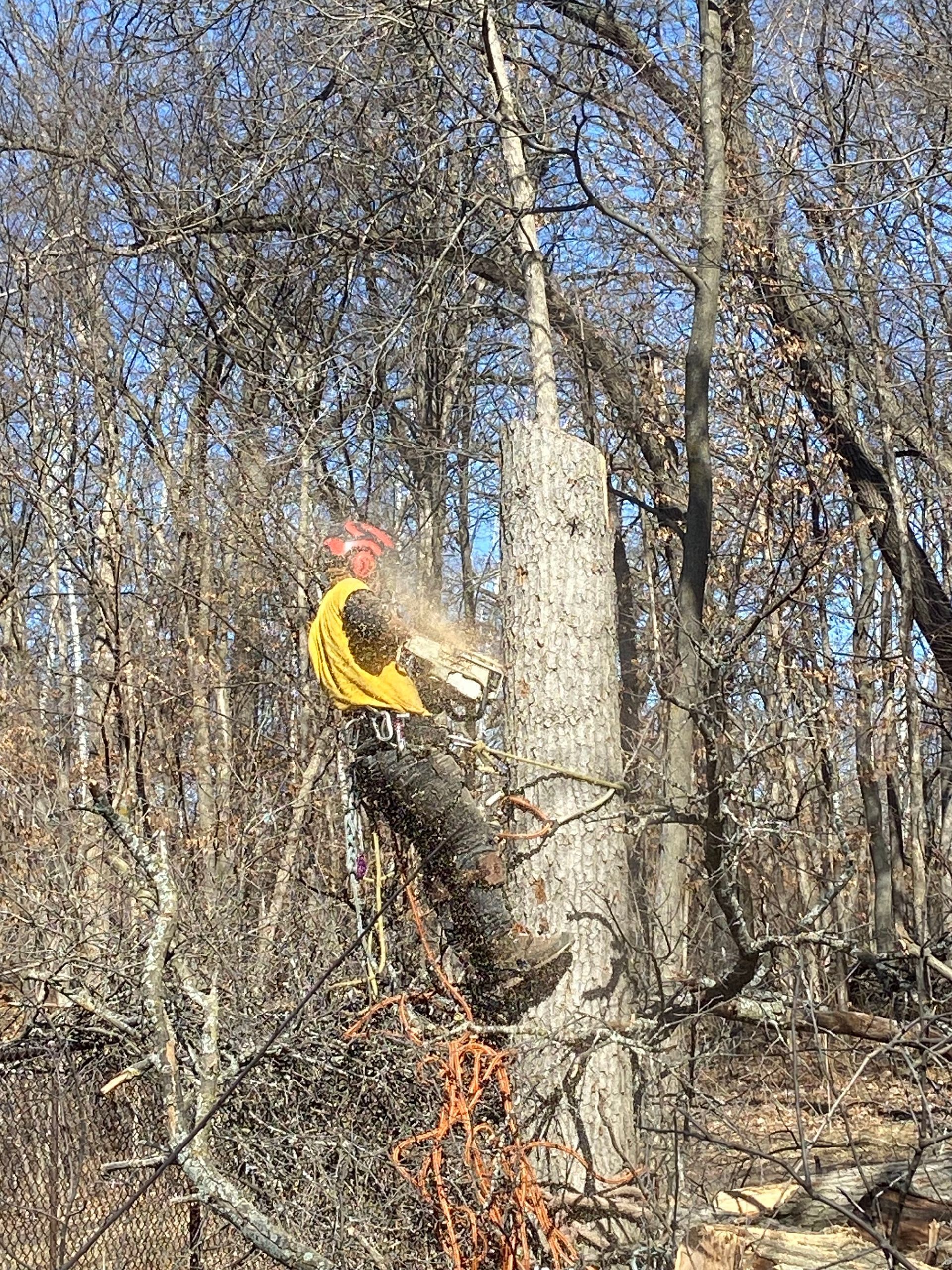 Person in a yellow jacket climbing a tree in a leafless wooded area