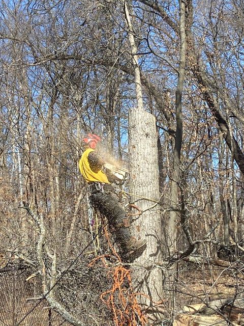 Person in a yellow jacket cutting a tree trunk in a leafless wooded area.