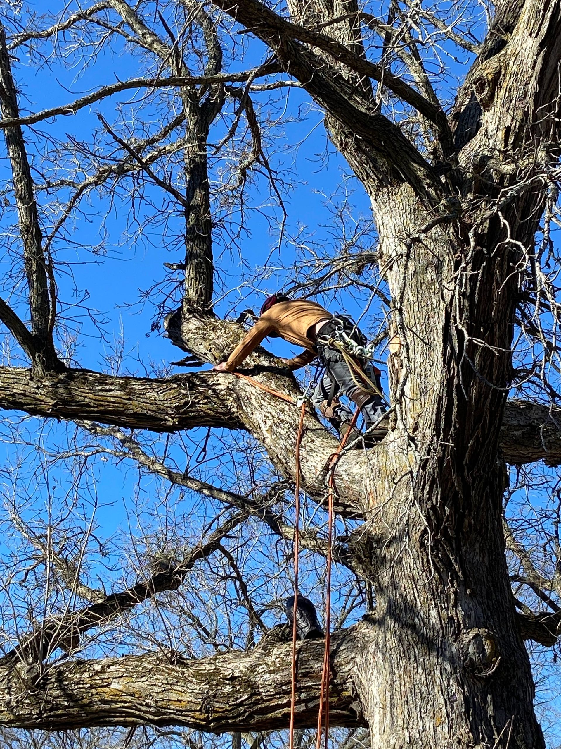 Worker on a ladder trimming tree branches against a bright blue sky