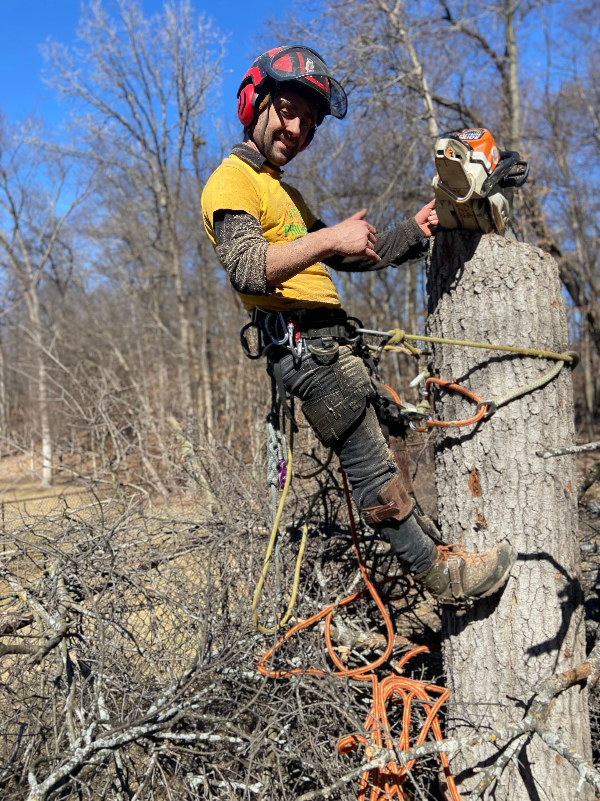 Tree climber in yellow shirt and red helmet trimming branches beside a large tree stump in a leafless woods.