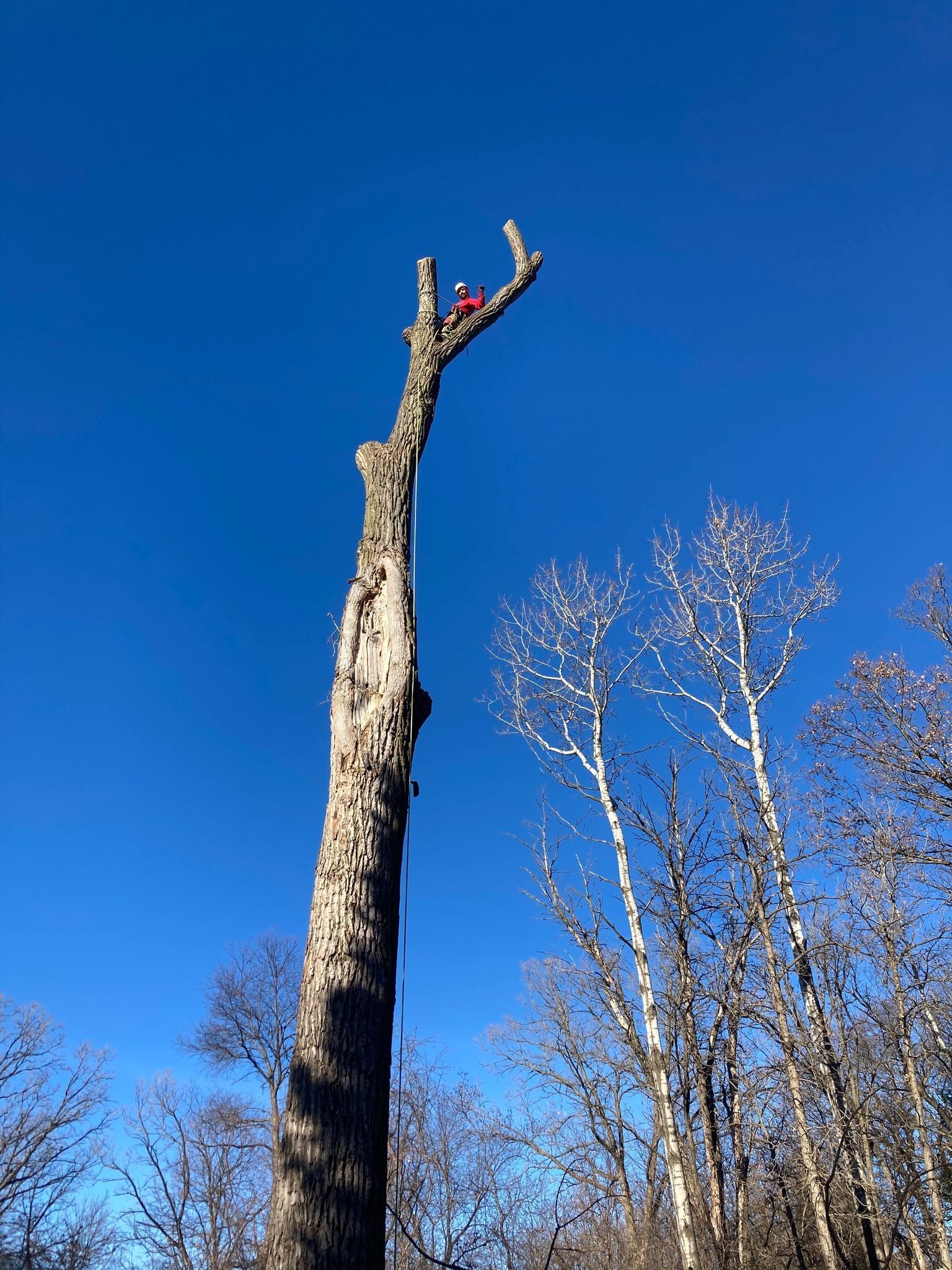 Tall bare tree trunk with a broken top against a clear blue sky, with leafless trees nearby
