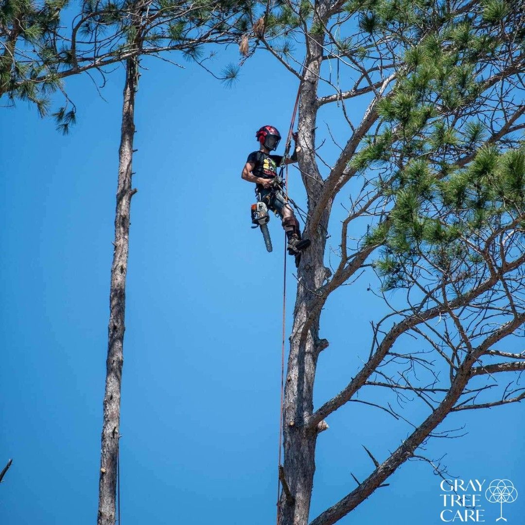 Tree worker wearing safety gear is suspended high in a pine tree against a clear blue sky.