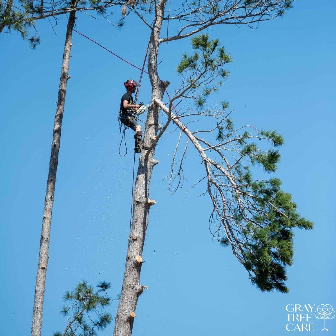 Arborist climbing a tall pine tree against a clear blue sky