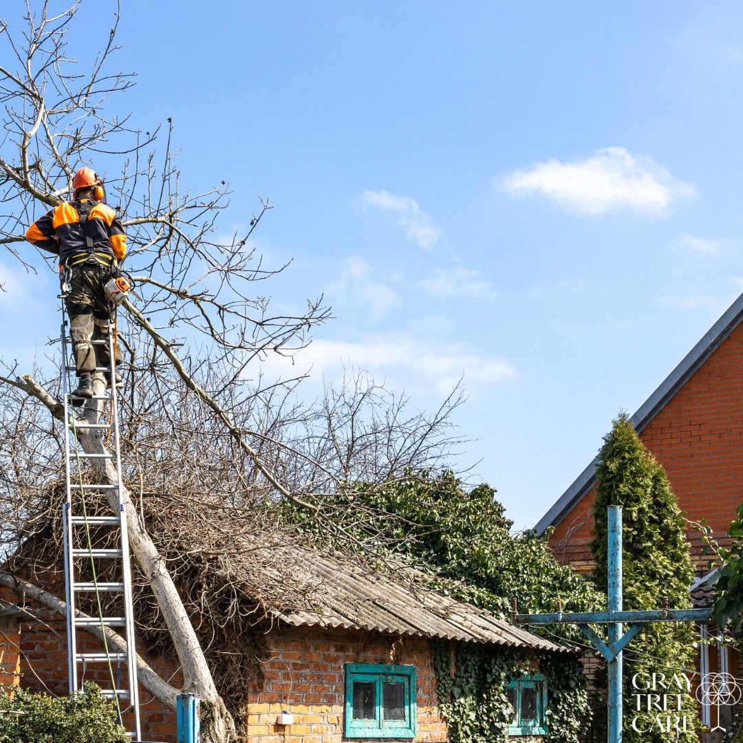 Worker on a ladder trimming tree branches beside a brick house under a blue sky