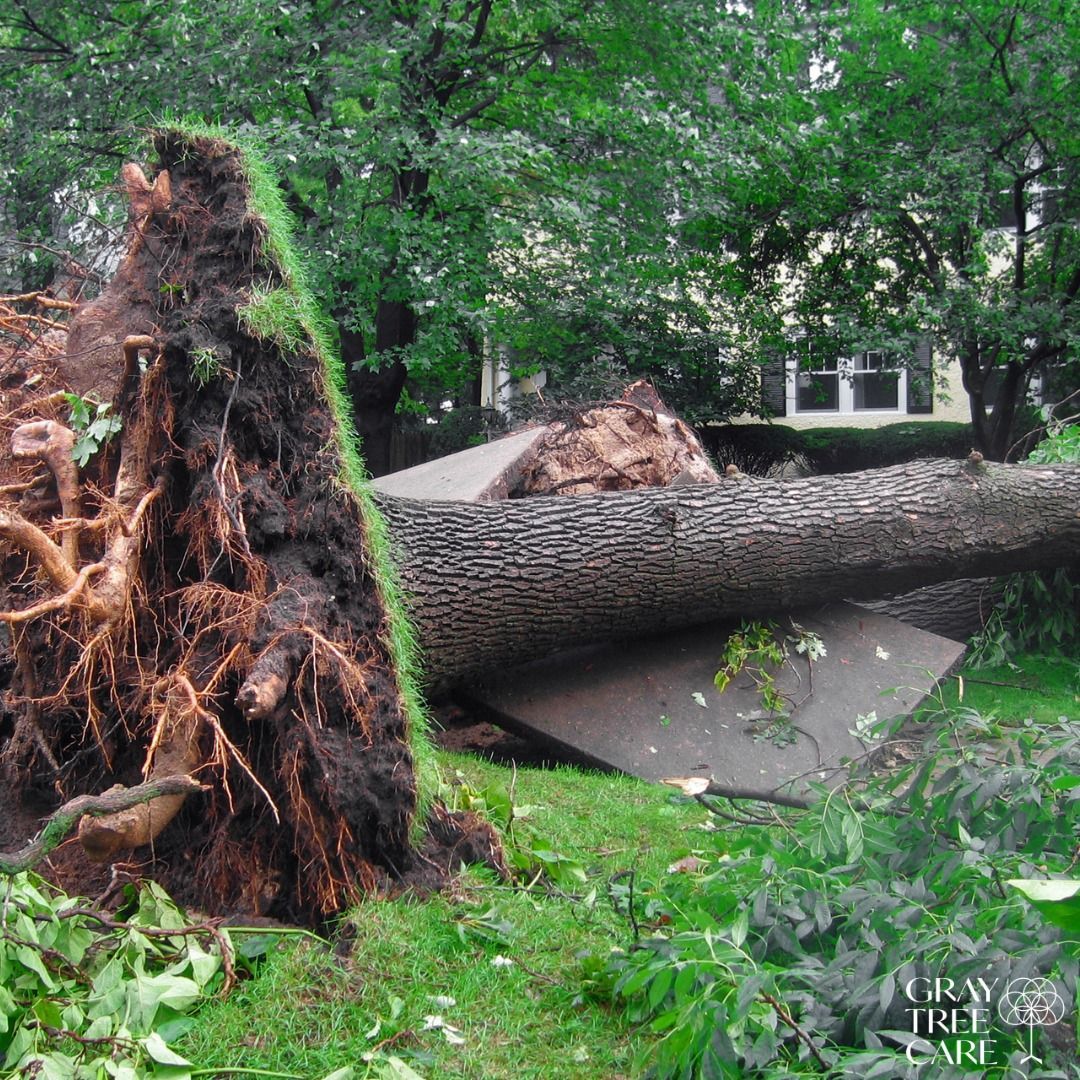 Uprooted tree lying across a road in a leafy park, with exposed roots and broken pavement.