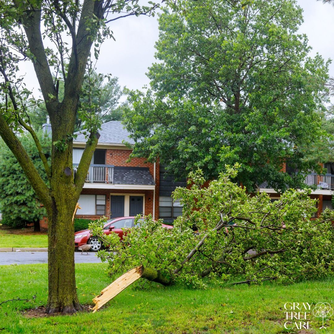 Fallen tree branch on a grassy lawn near apartment buildings after a storm
