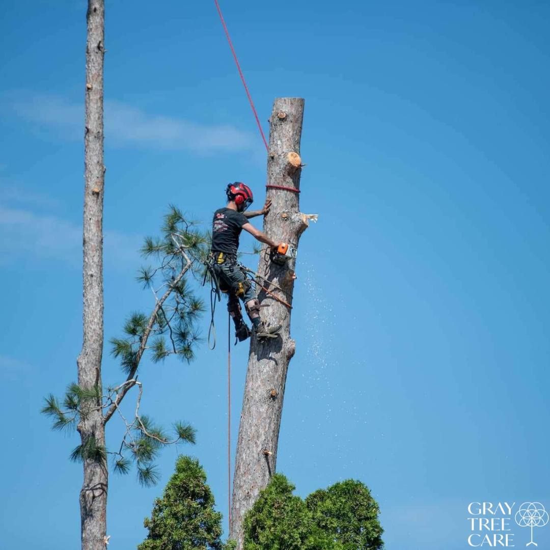 Worker in helmet climbing a tree trunk with ropes against a blue sky