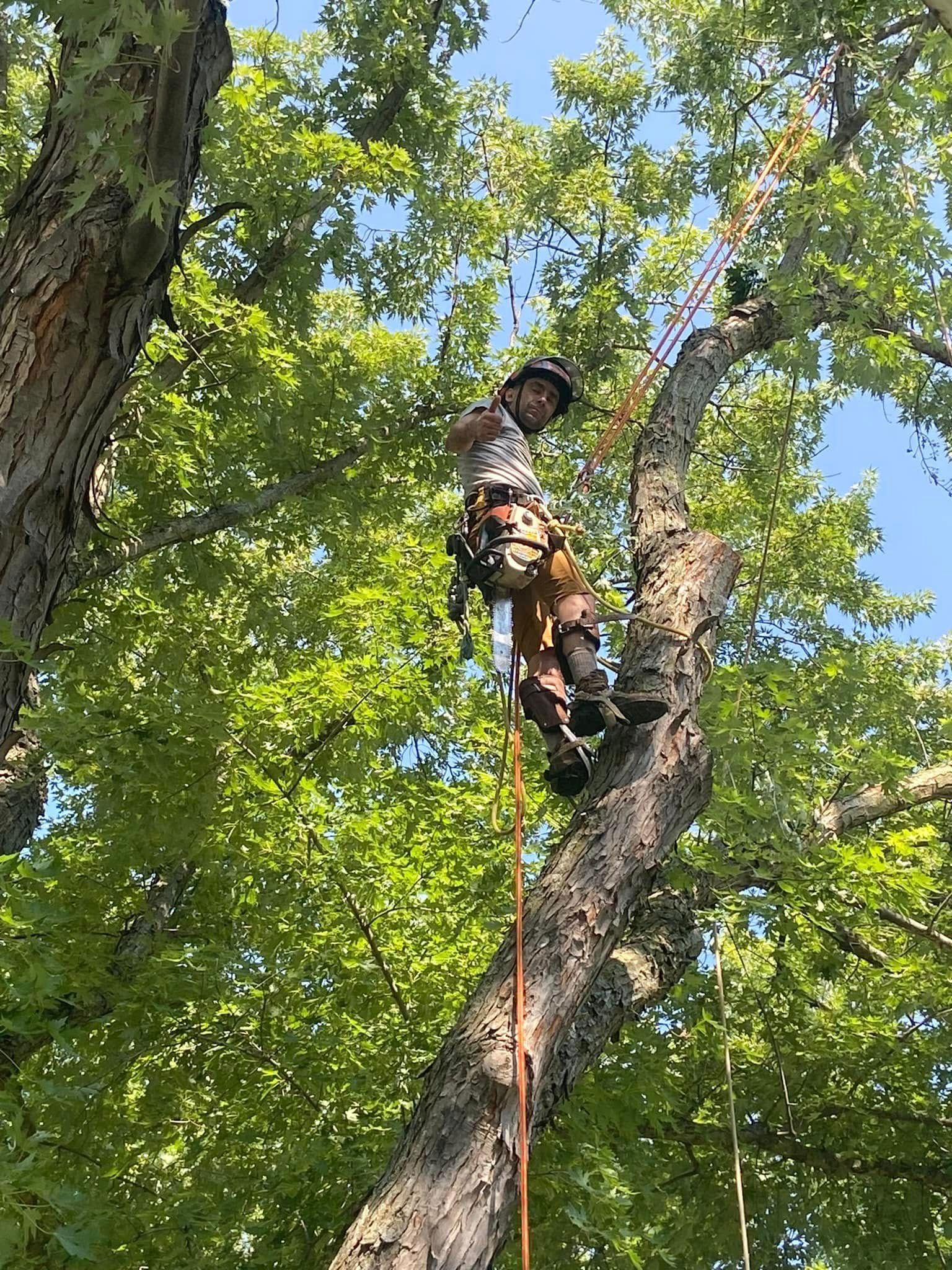 Person in a helmet and harness climbing a tall tree with a rope in a leafy wooded area.