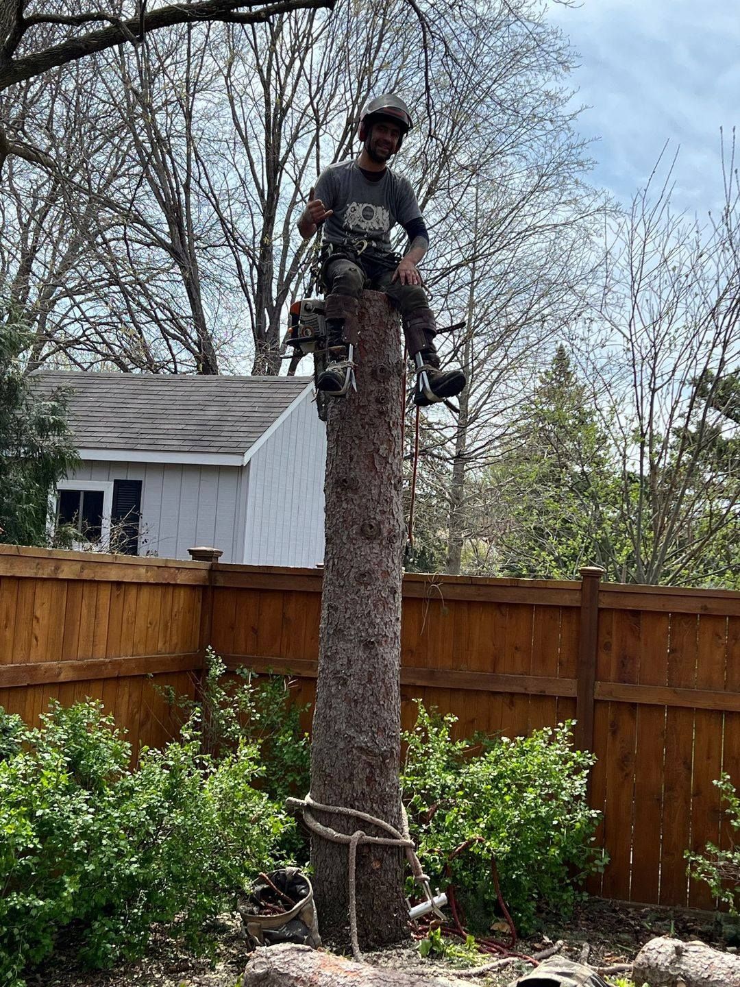 Person seated atop a tall tree trunk in a backyard, with a wooden fence and shrubs below