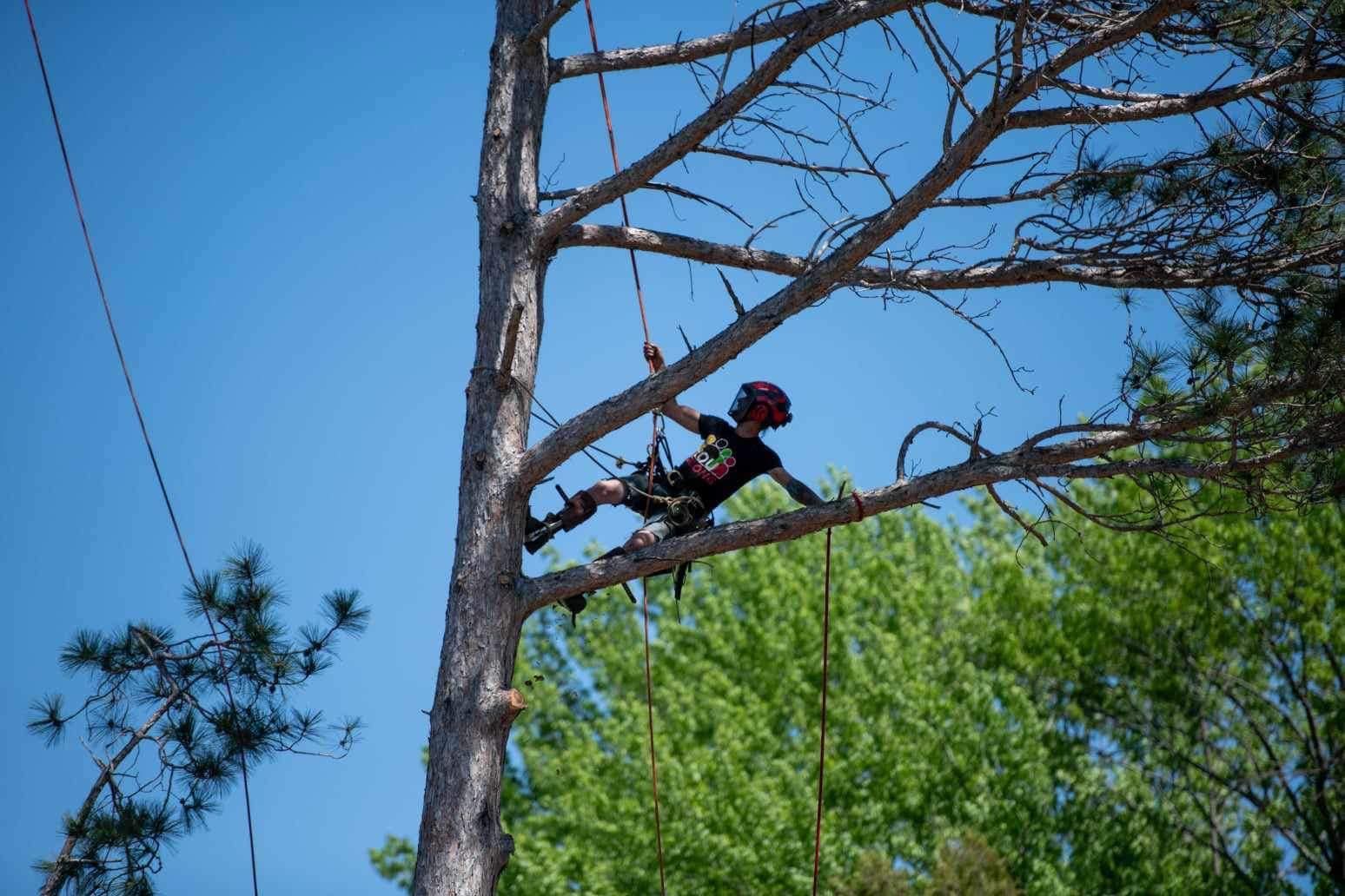 Person climbing a tree branch using a rope, against a blue sky and green foliage