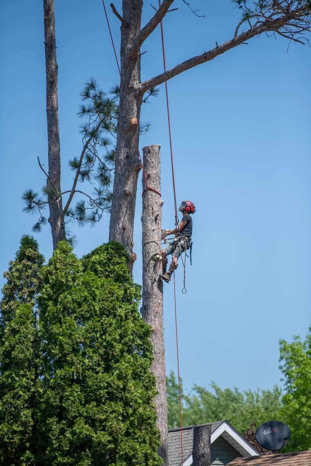 Worker climbing a tall tree trunk with a chainsaw against a blue sky
