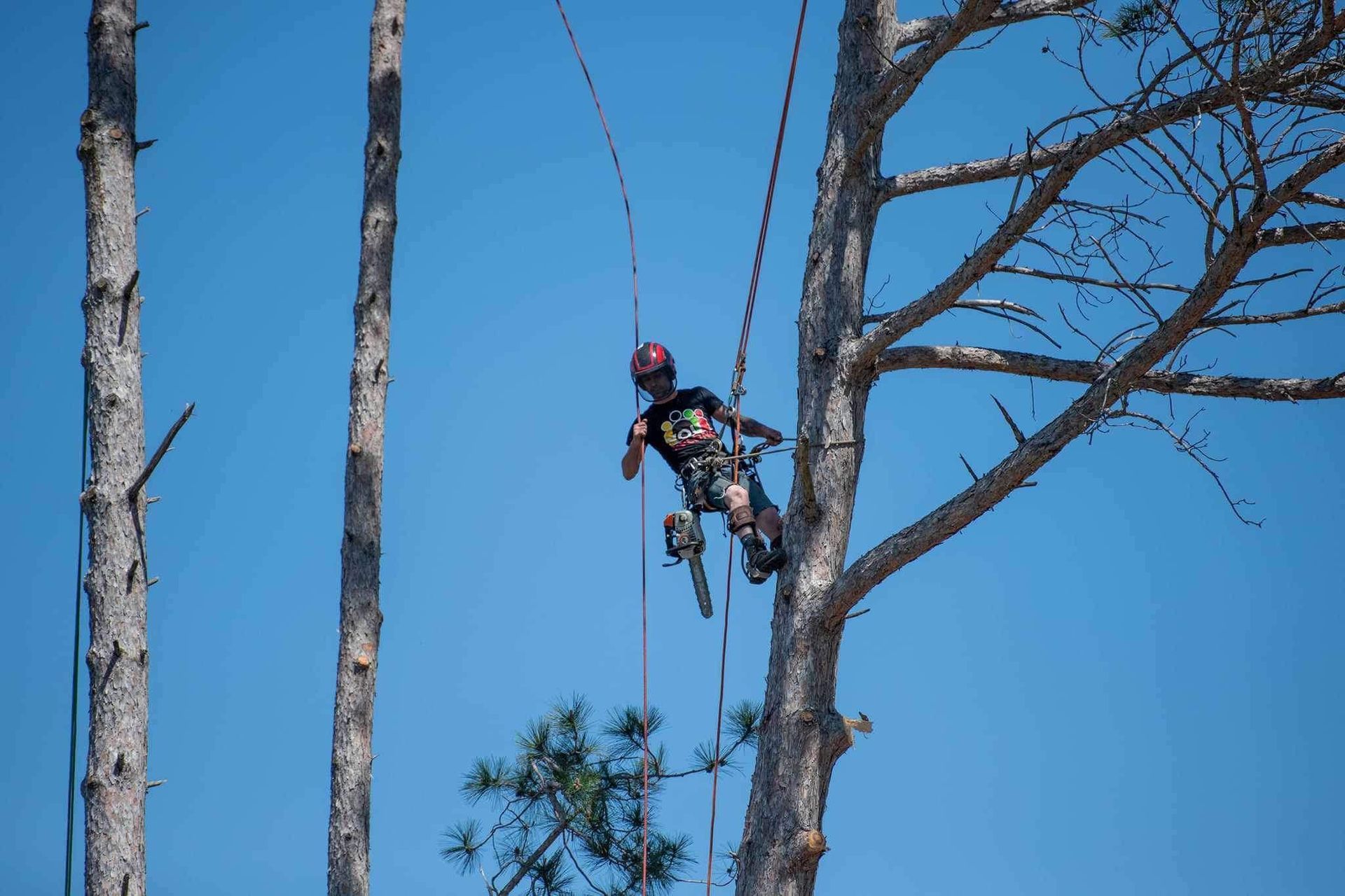 Tree worker in safety gear suspended by ropes among tall bare trees under a clear blue sky