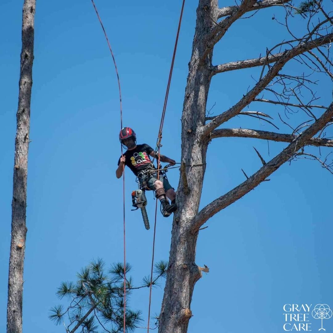 Person suspended by ropes high in a tree, wearing climbing gear under a clear blue sky