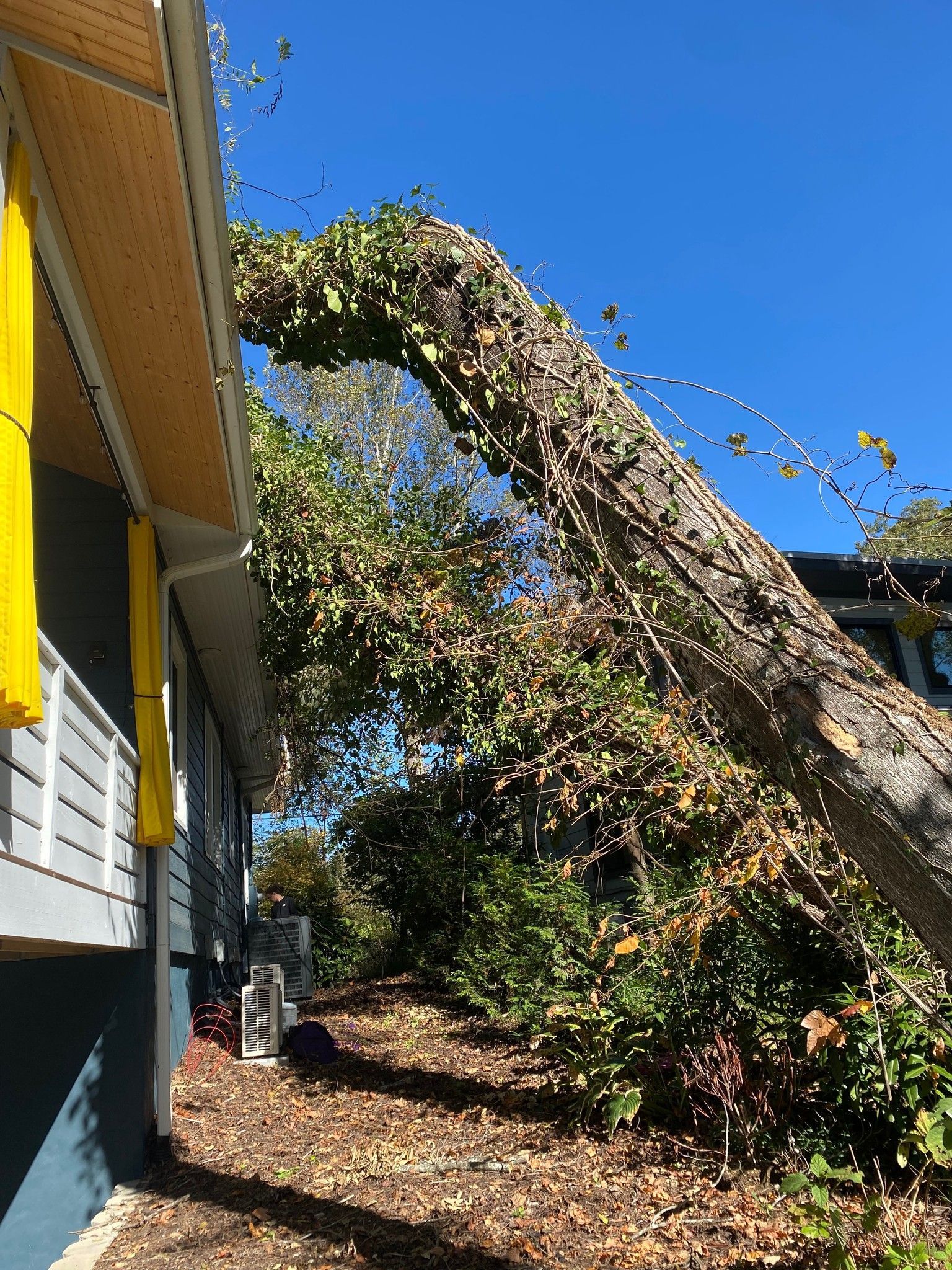 Bent tree arching over a leaf-covered yard beside a yellow and gray building under a blue sky