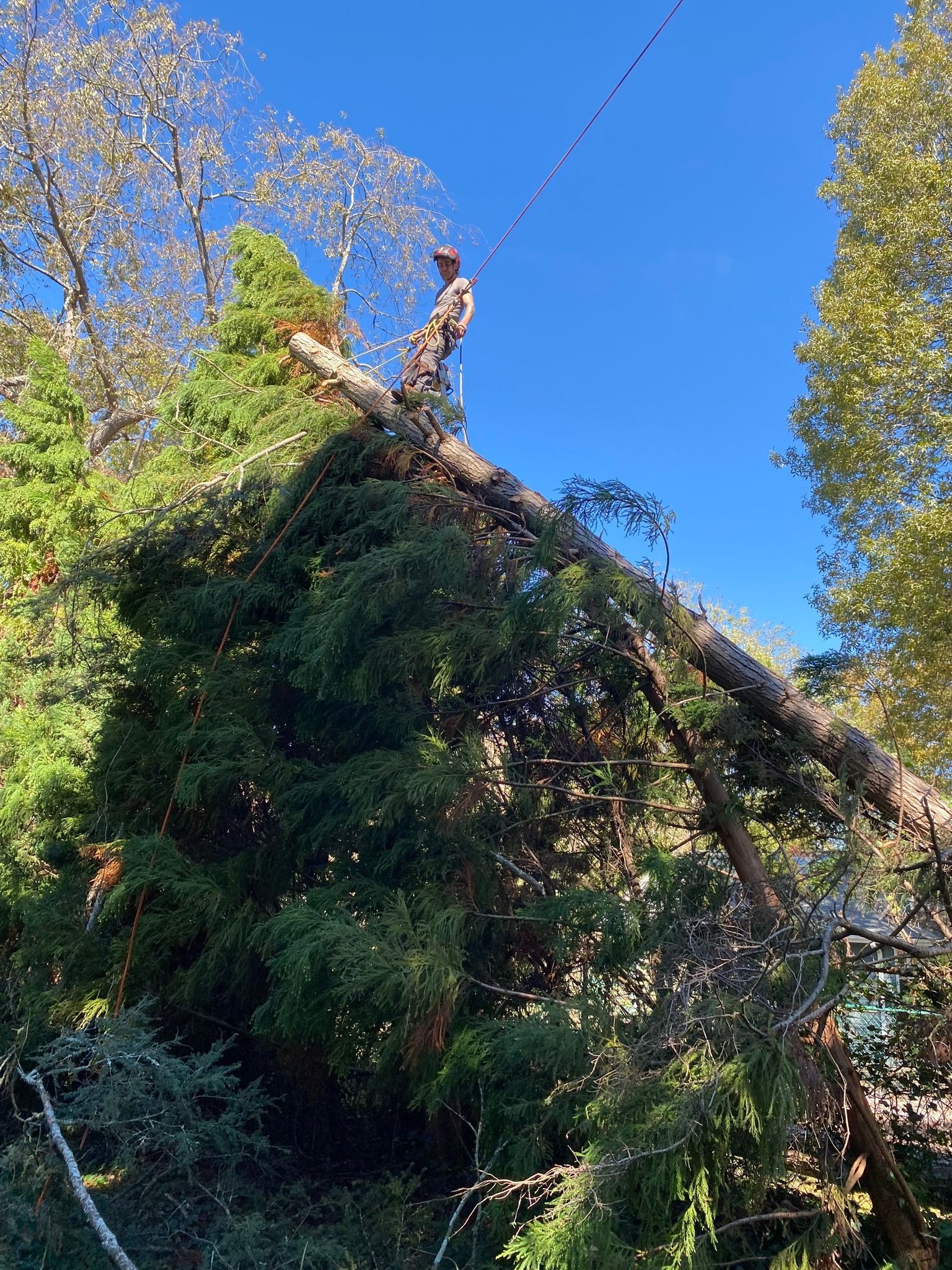 Dense green vines covering a fallen tree under a bright blue sky