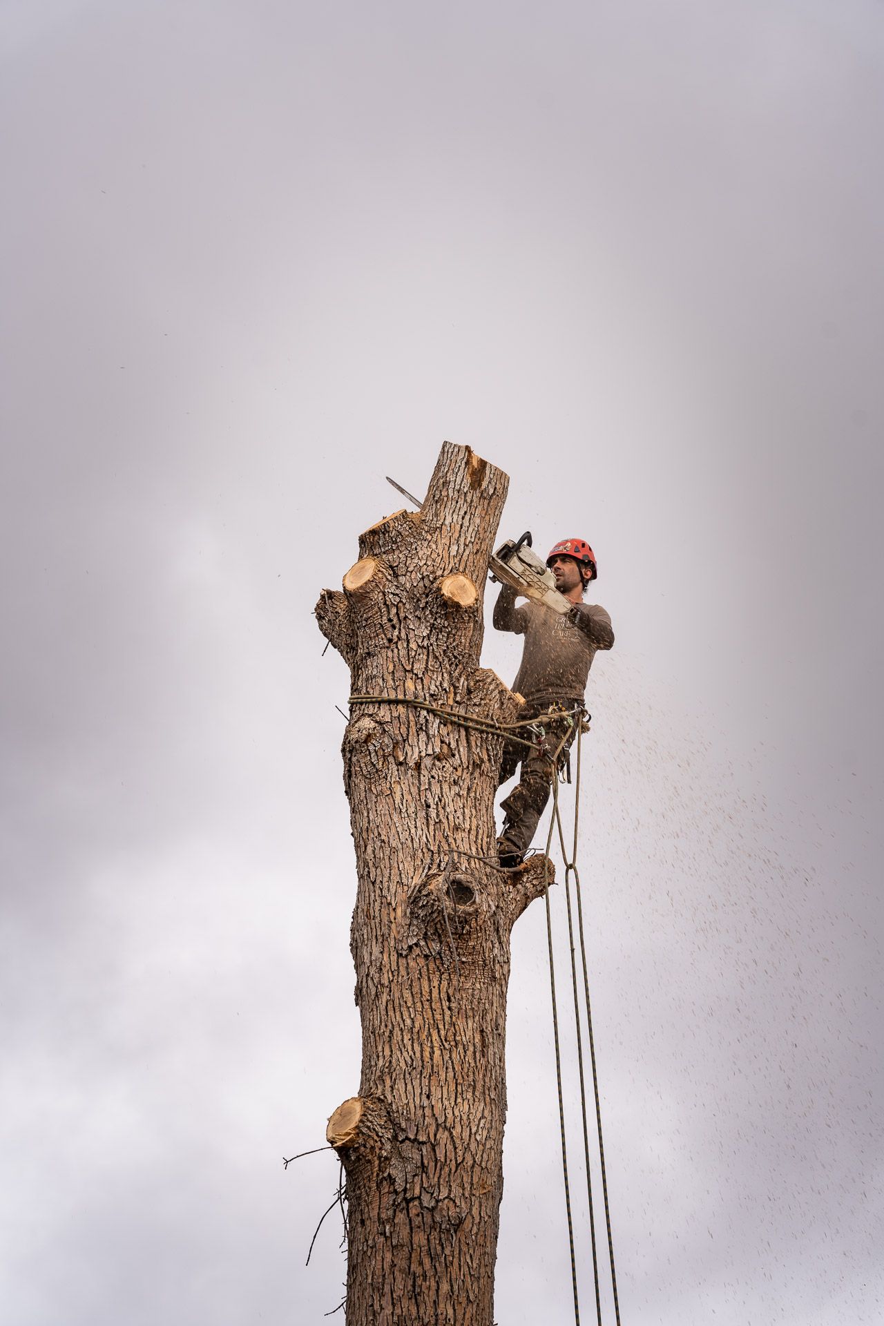 Arborist in a red helmet trimming the top of a tall dead tree against a cloudy sky
