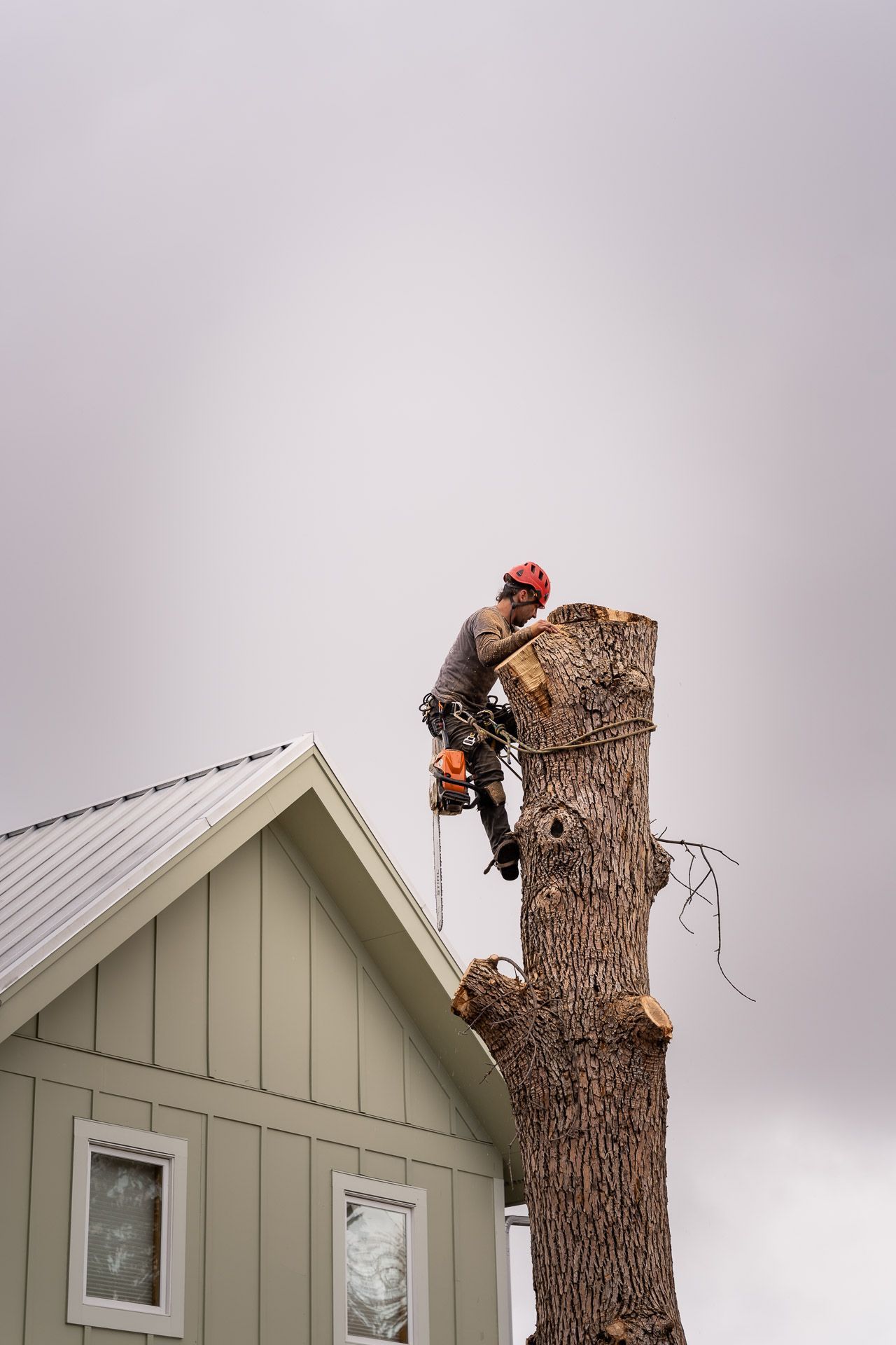 Tree worker trimming a tall tree beside a house under a cloudy sky