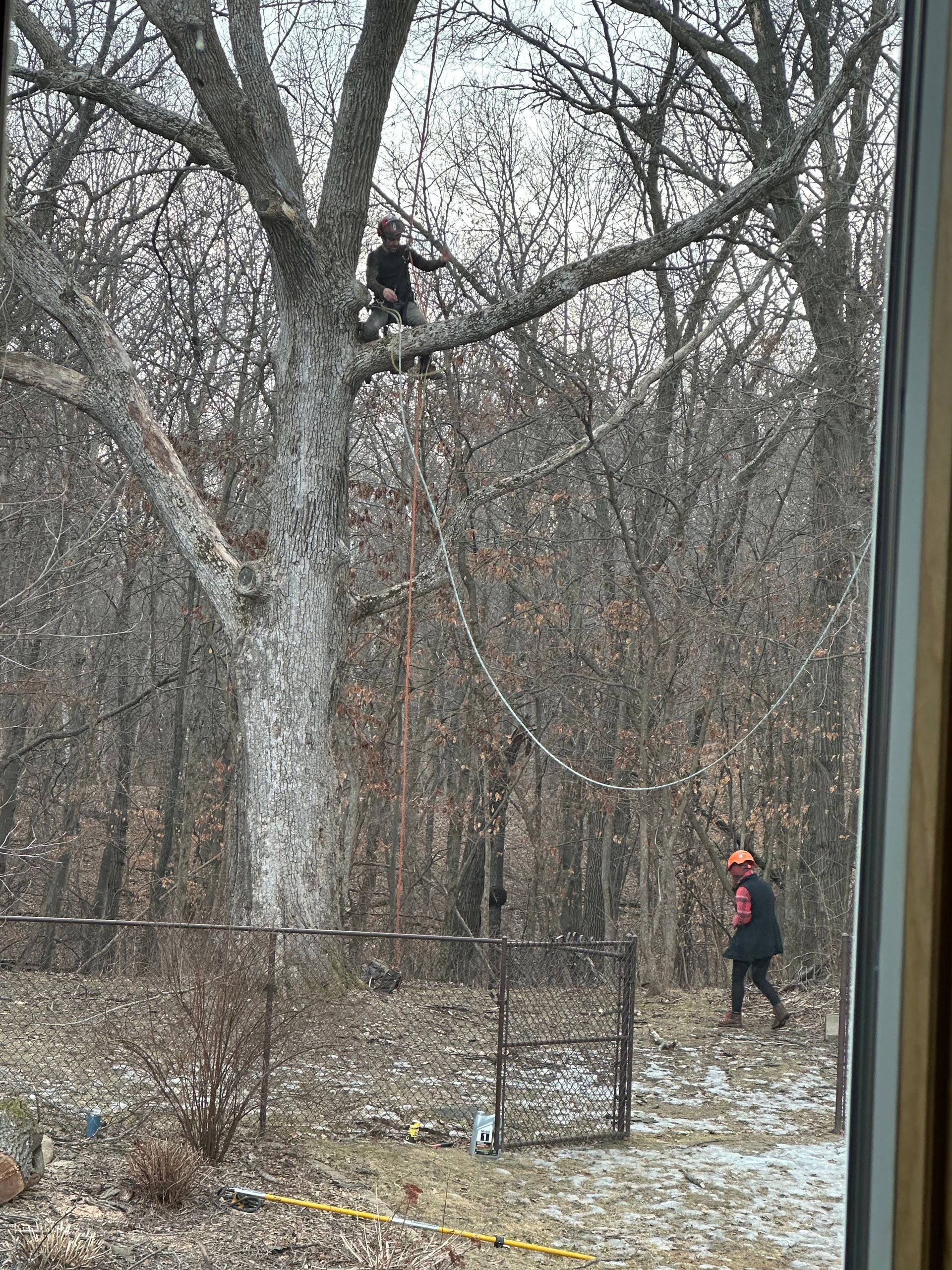 Person in orange hat walking through a snowy wooded area with bare trees and a large tree trunk.