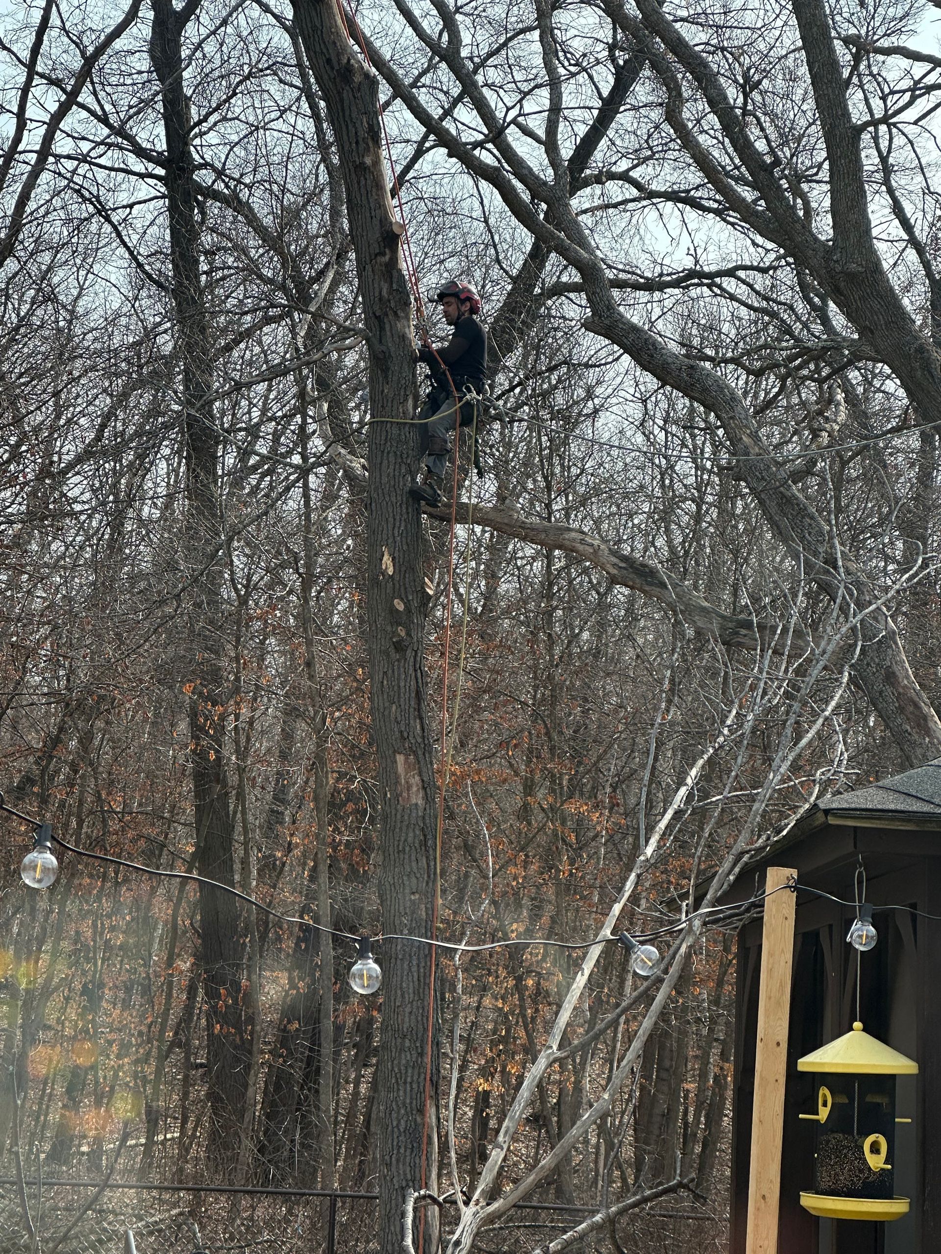 Person climbing a tall leafless tree in a yard with string lights and a bird feeder nearby