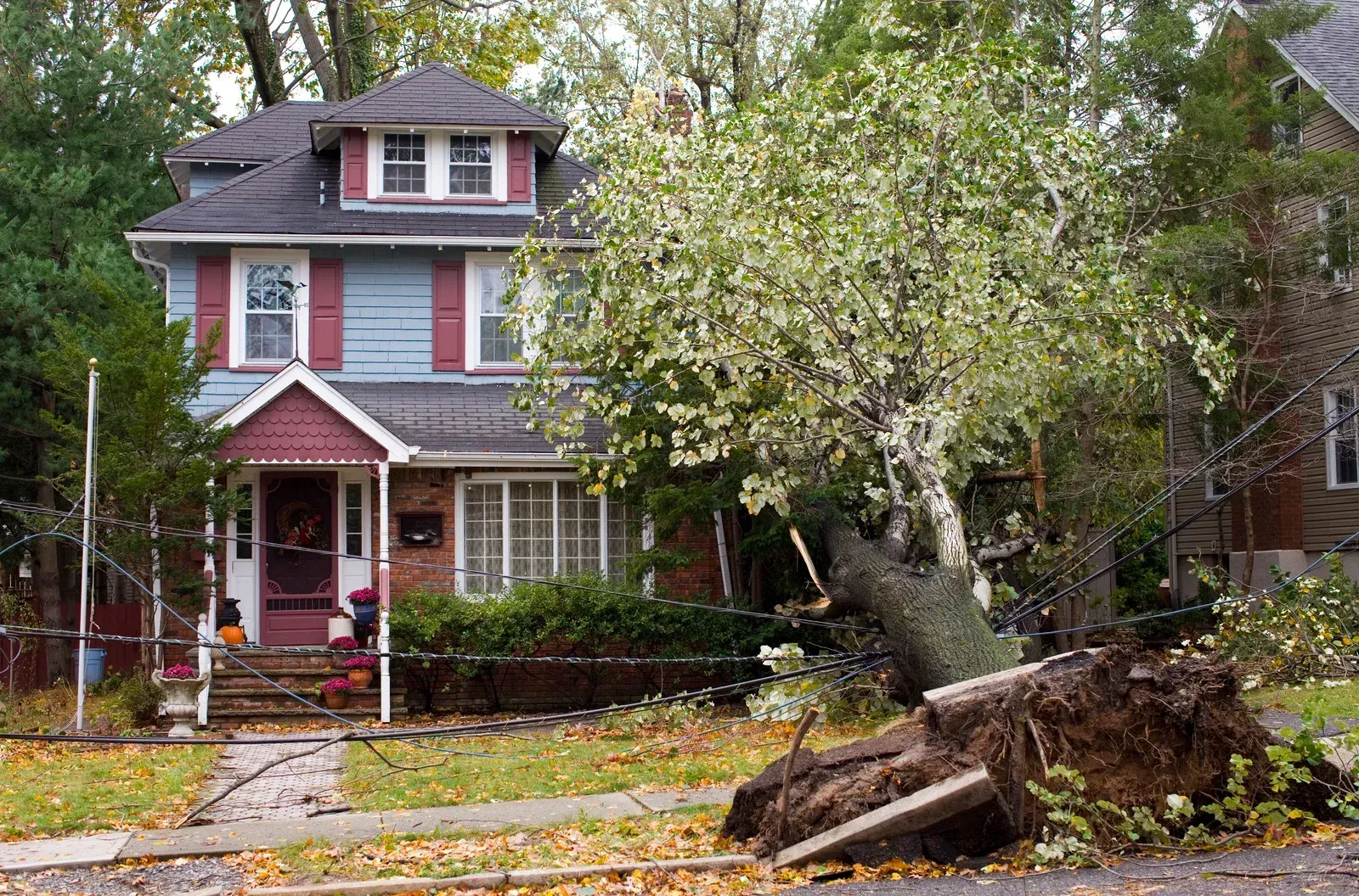 Pink house with fallen tree and roots in front yard, autumn leaves scattered on the ground