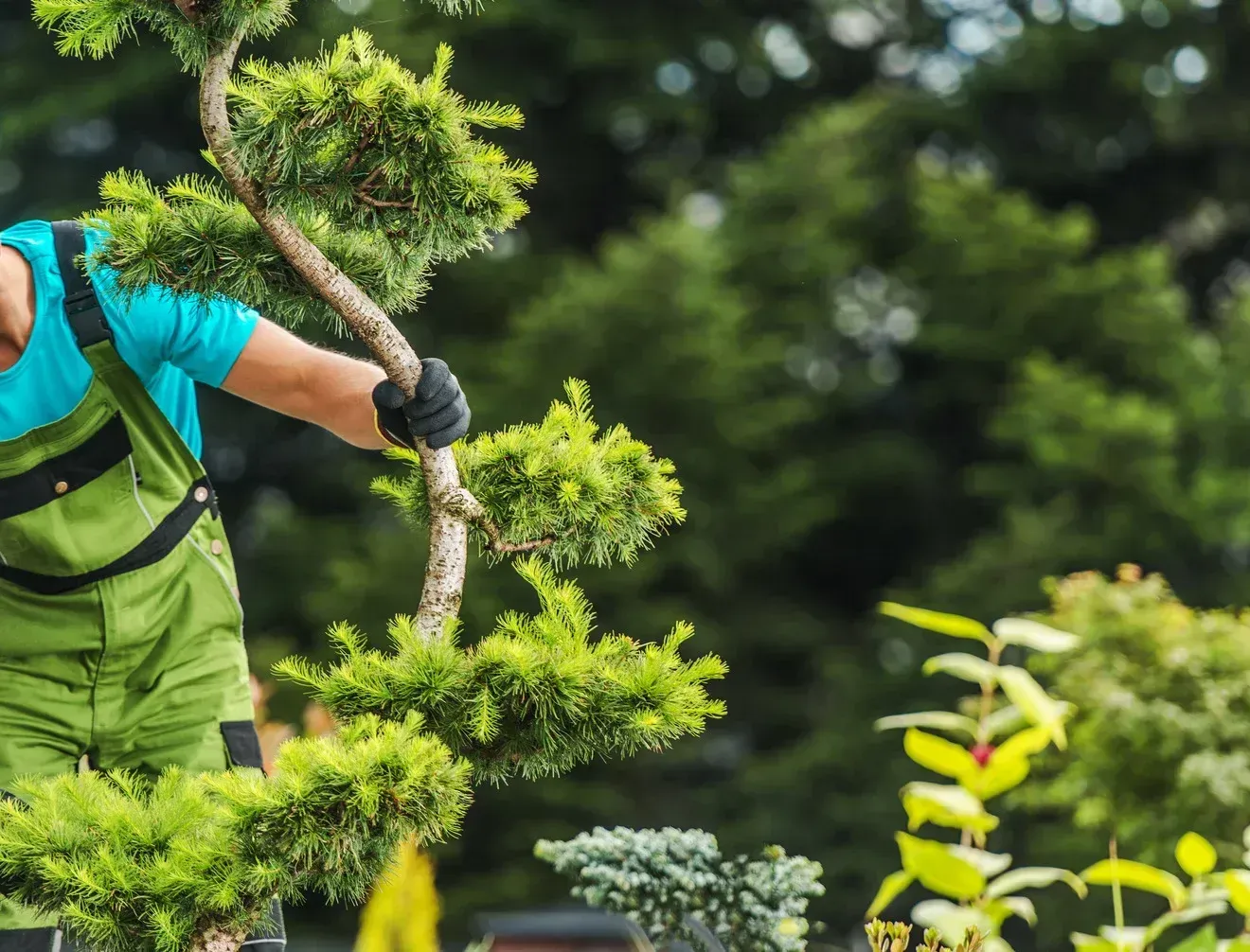 Gardener in green overalls trimming a bonsai tree in a lush garden