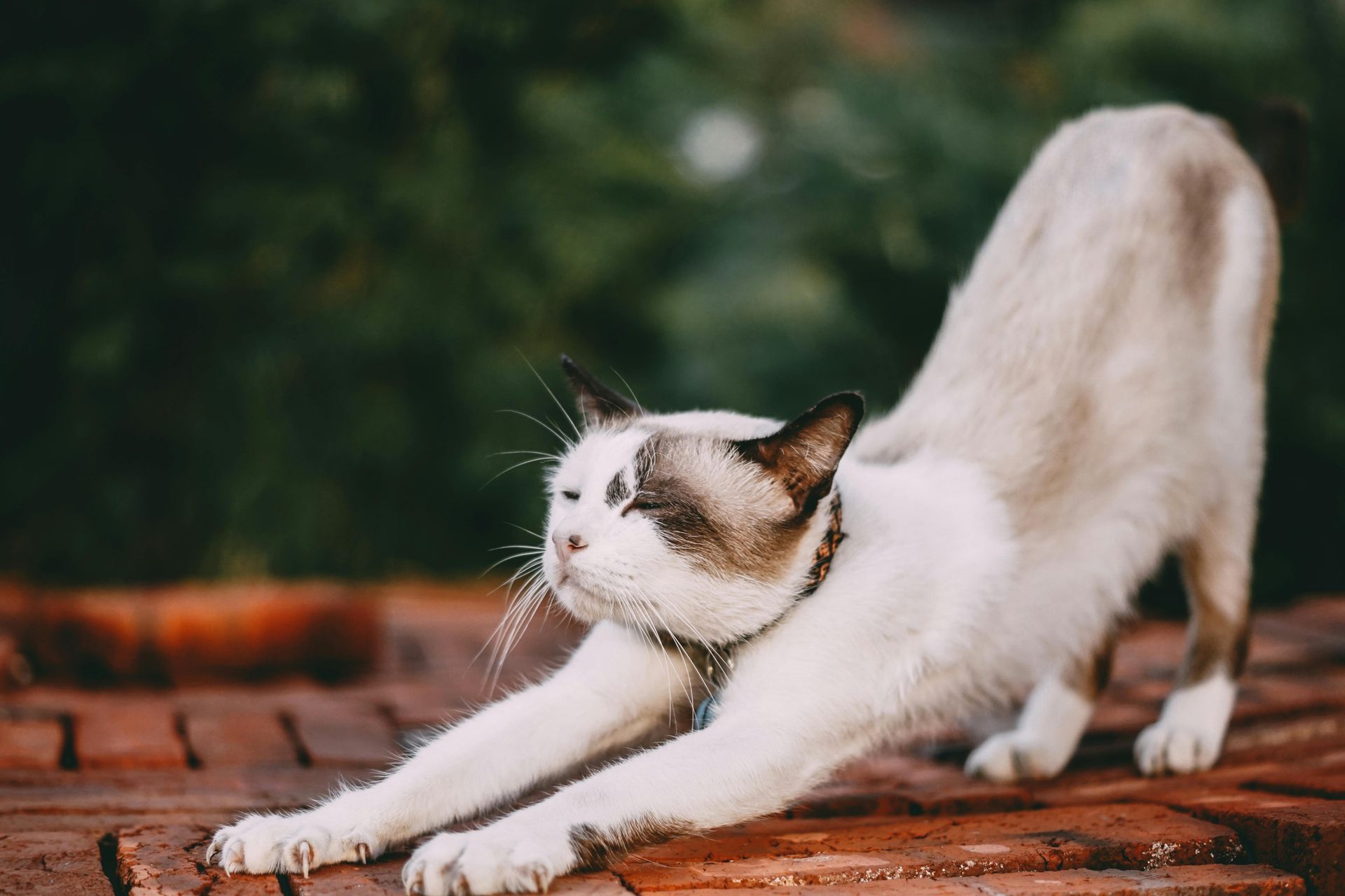 Katze-Kuh-Pose: 5 Yoga-Posen für eine gesunde Wirbelsäule - OÄ Dr. Nadja Jiresch - 1010 Wien