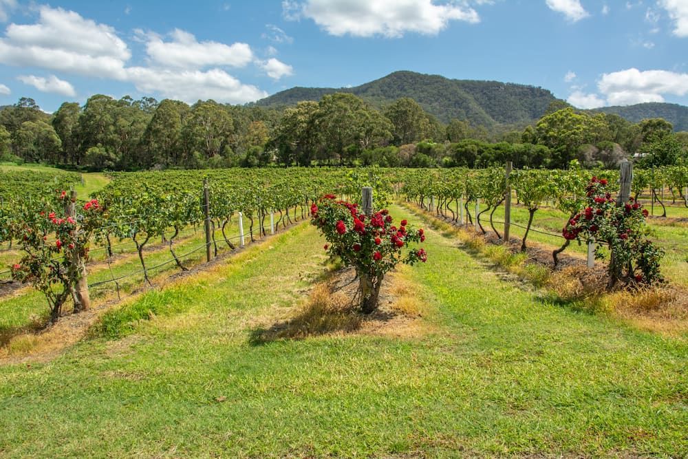 A Vineyard with Mountains in The Background and Roses in The Foreground — Hunter Valley Tile Mart in Kurri Kurri, NSW
