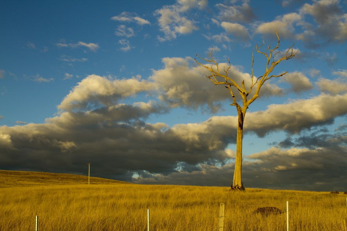 A Tree in The Middle of A Field with Clouds in The Sky — Hunter Valley Tile Mart in Rutherford, NSW
