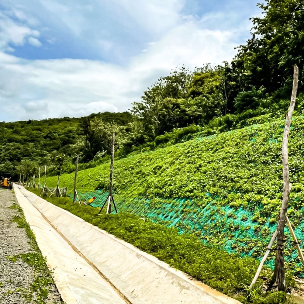 Sunny roadside beside green hillside plantings with trees and blue sky