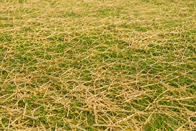 Dry yellow-green grass covering the ground in a close-up outdoor scene