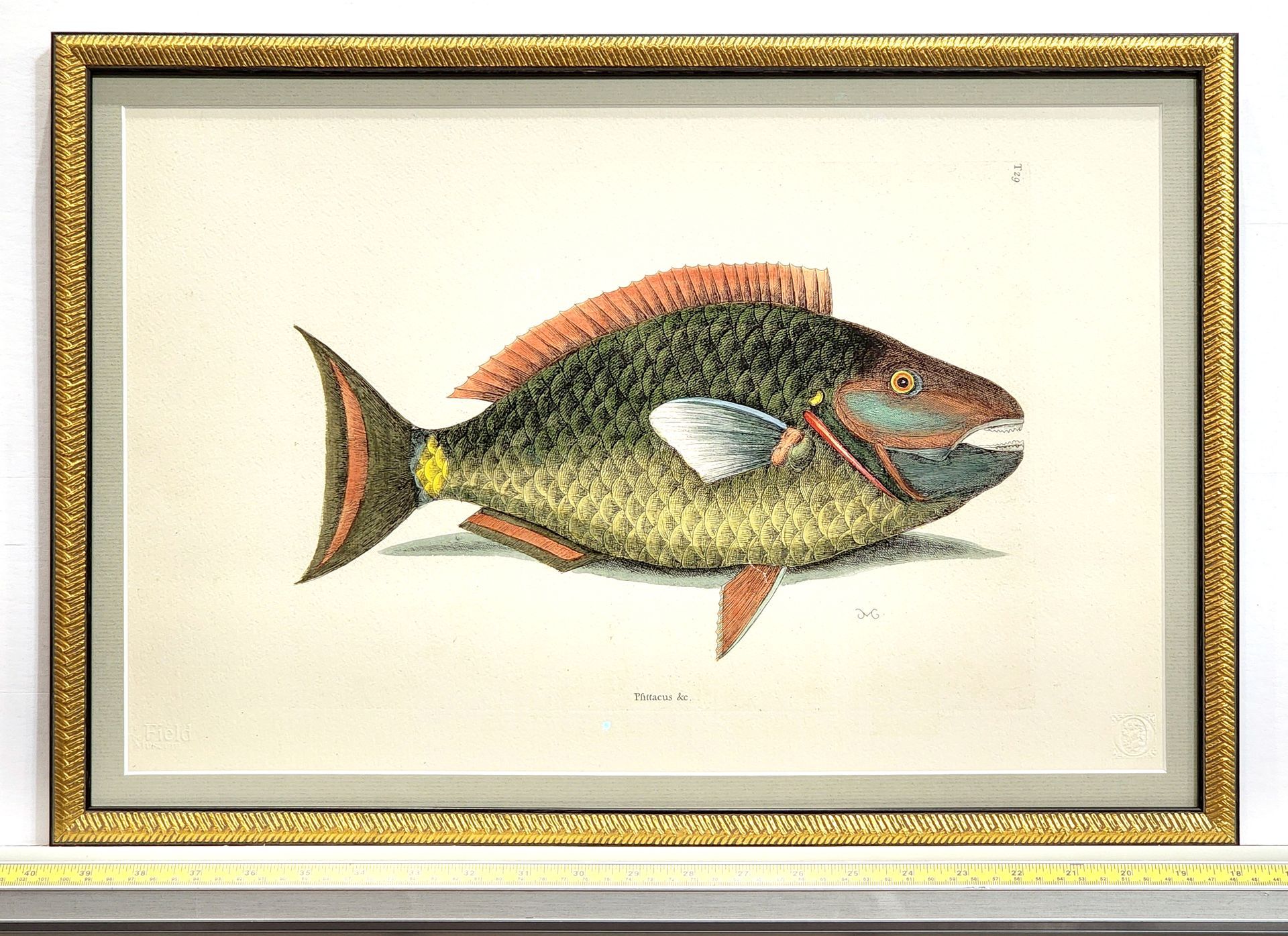 Framed vintage illustration of a colorful fish on a cream background