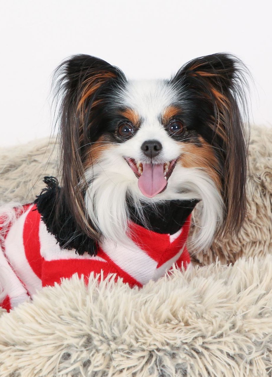 Small black, white, and tan dog in a red-and-white sweater, sitting on a fluffy blanket, tongue out.
