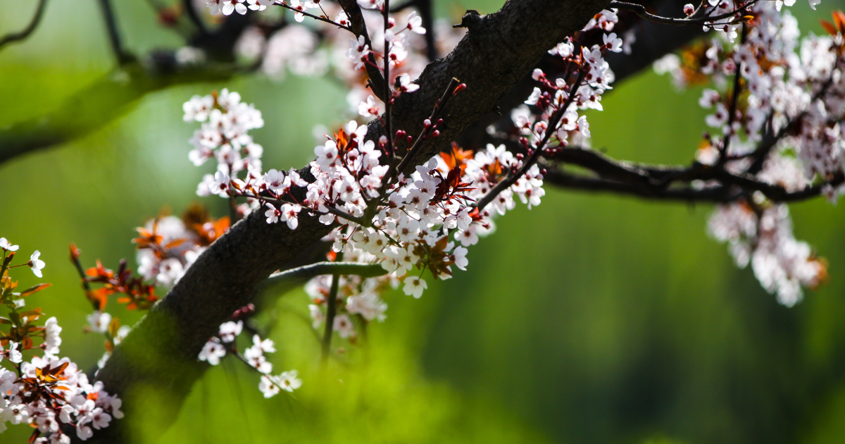 Wilde Aprikose Prunus Armenica in Blüte